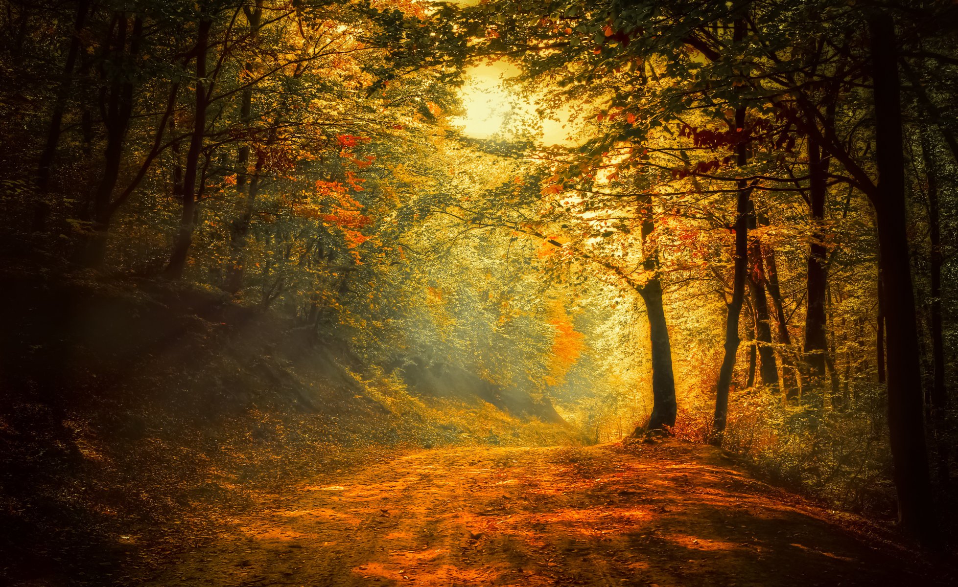 automne forêt route arbres