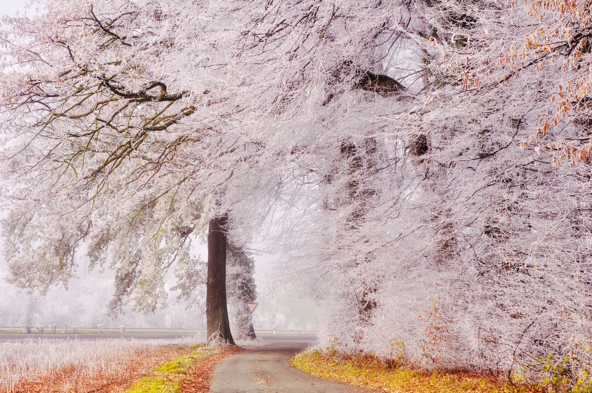 parque camino árboles escarcha otoño