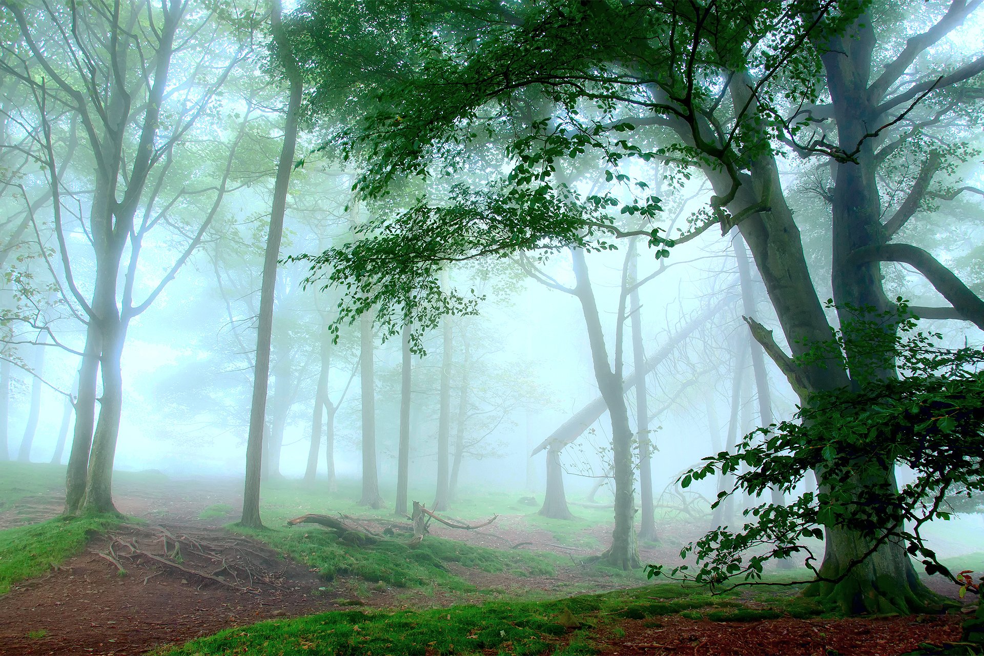 naturaleza bosque neblina luz lechoso blanco árboles hierba vegetación