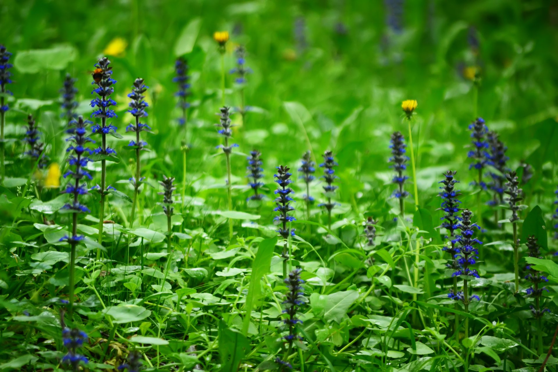 naturaleza flores rusia primavera bosque claro hierba plantas