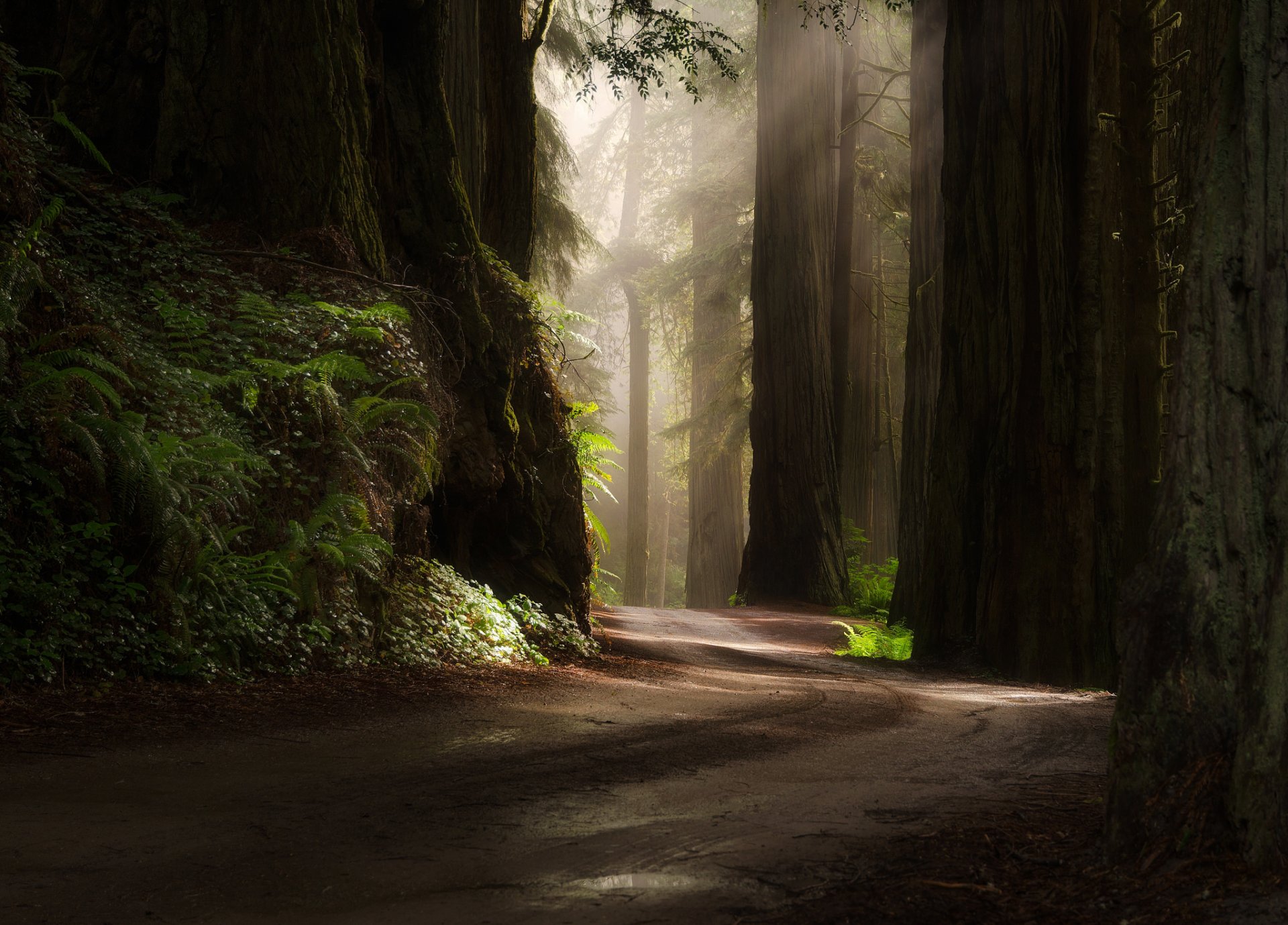 foresta strada natura