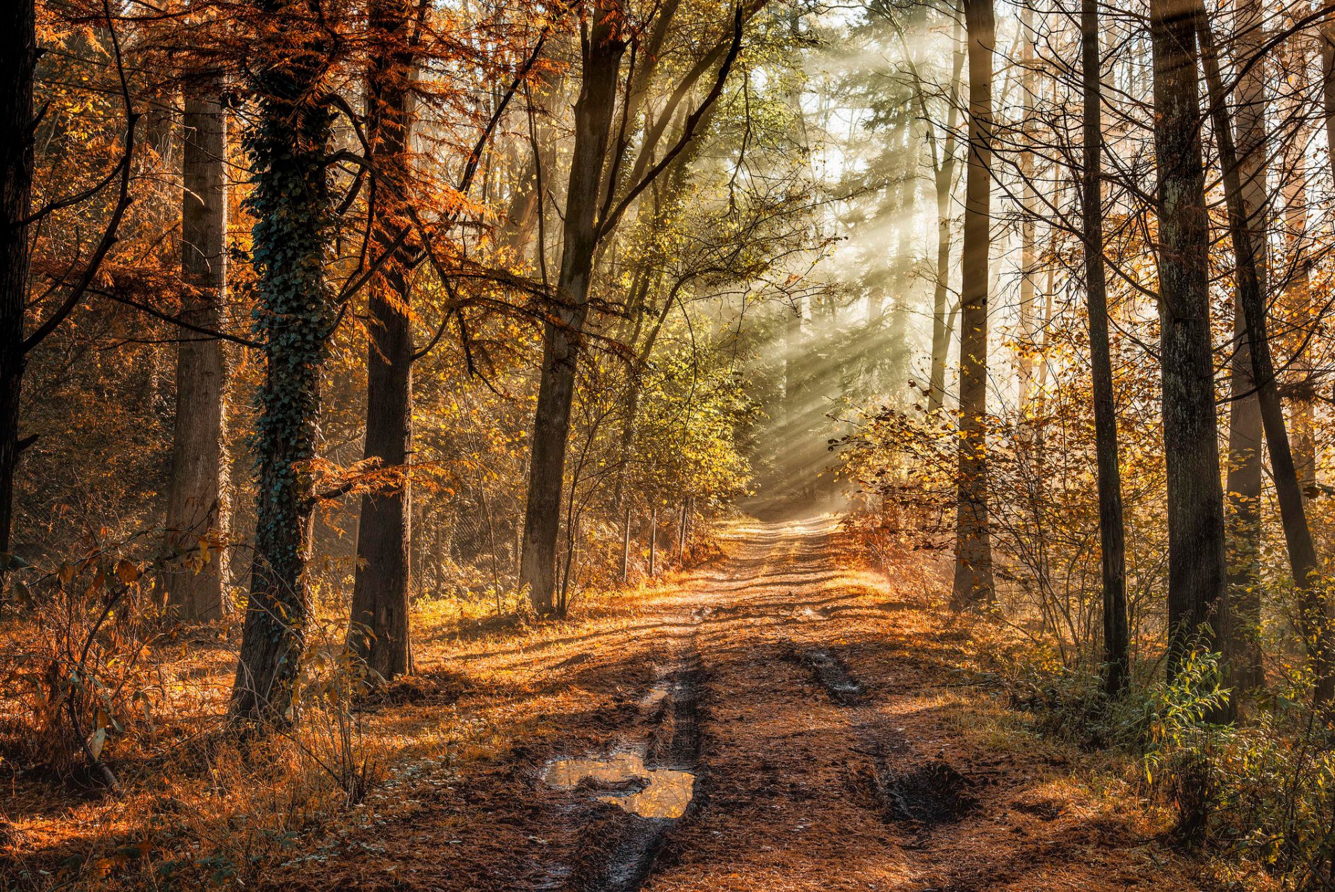 forêt automne route ornière