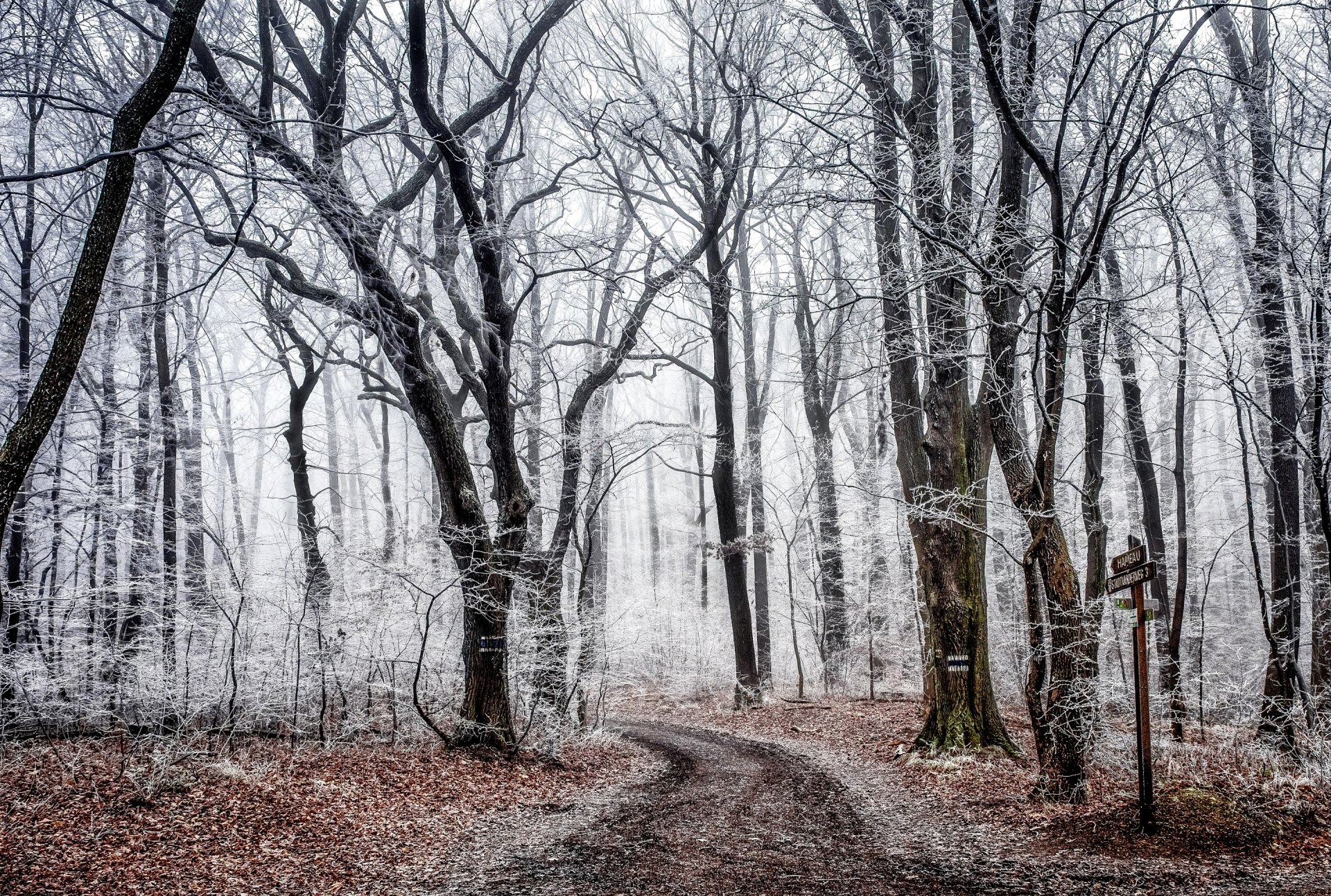 forêt arbres route automne givre