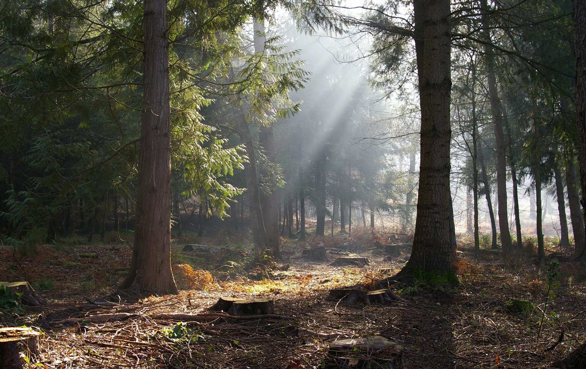 soleil arbres forêt souches