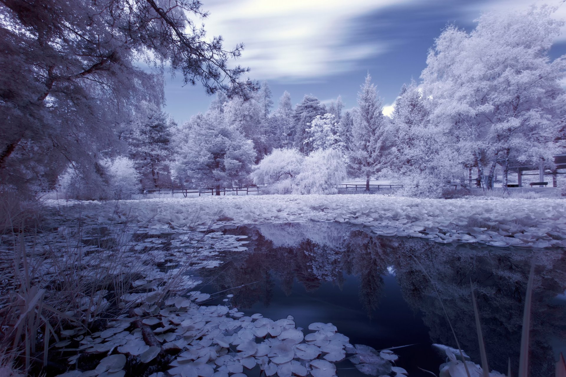 tree pond water reflection processing