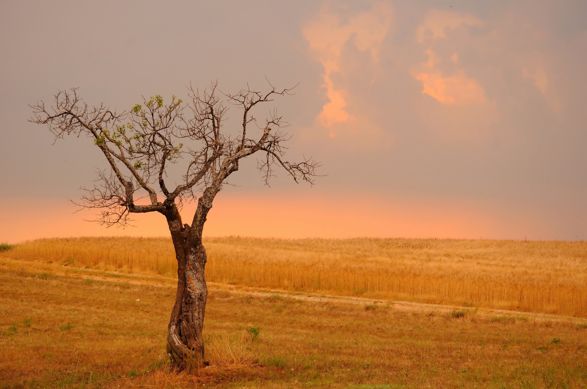 the field wheat tree revival