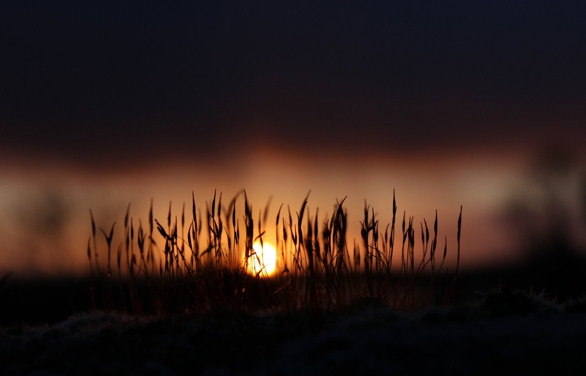 nature aube matin soleil lumière mousse herbe