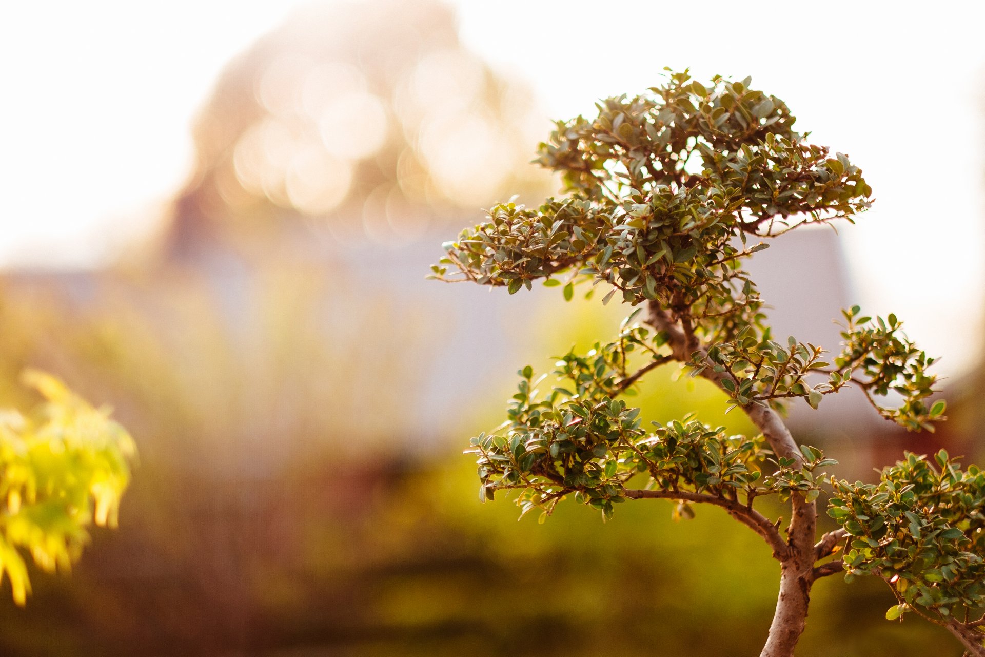 arbre feuilles fond