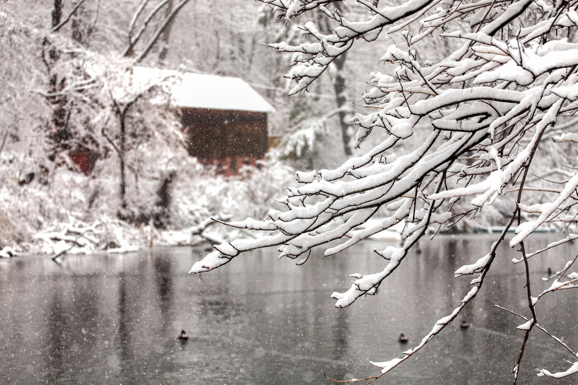 naturaleza invierno nieve copos de nieve ramas árbol árboles agua lago casa