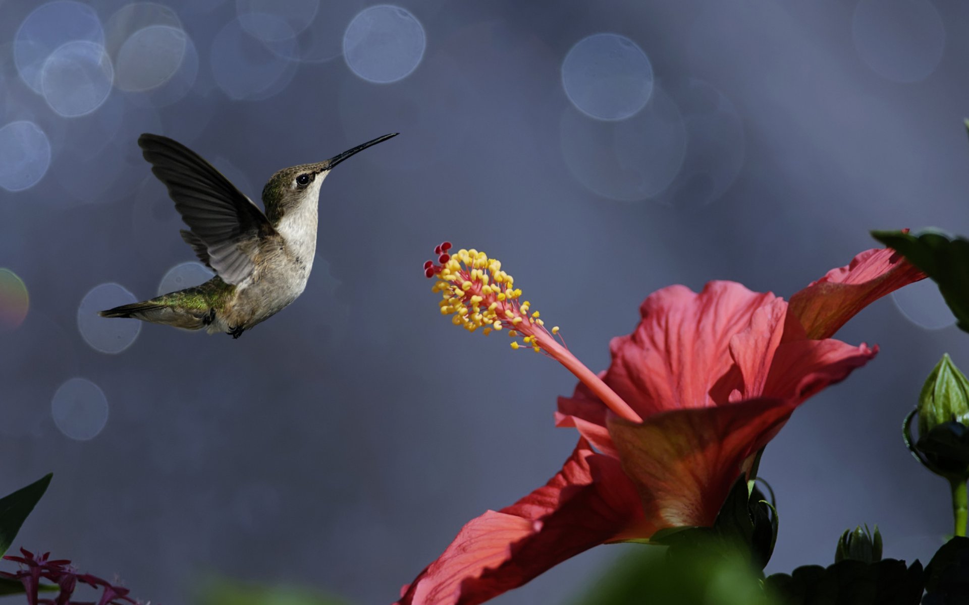 natura uccelli uccellino colibrì fiore ibisco bokeh