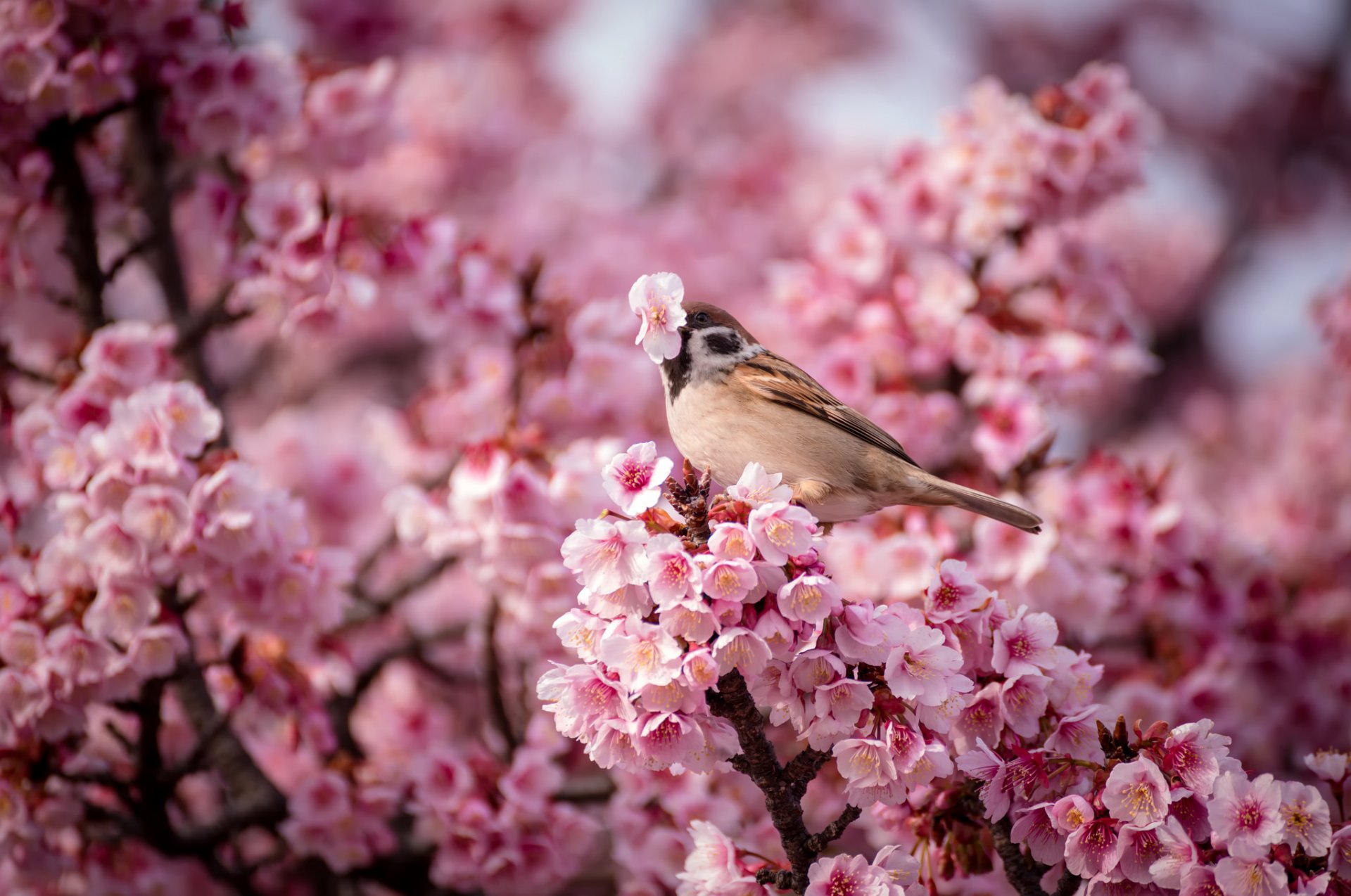 cherry flower pink sparrow poultry spring nature