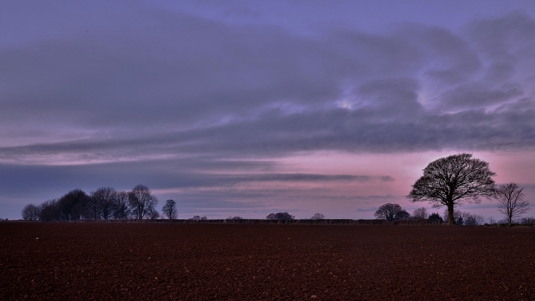 champ automne arbres soirée rose lilas ciel nuages