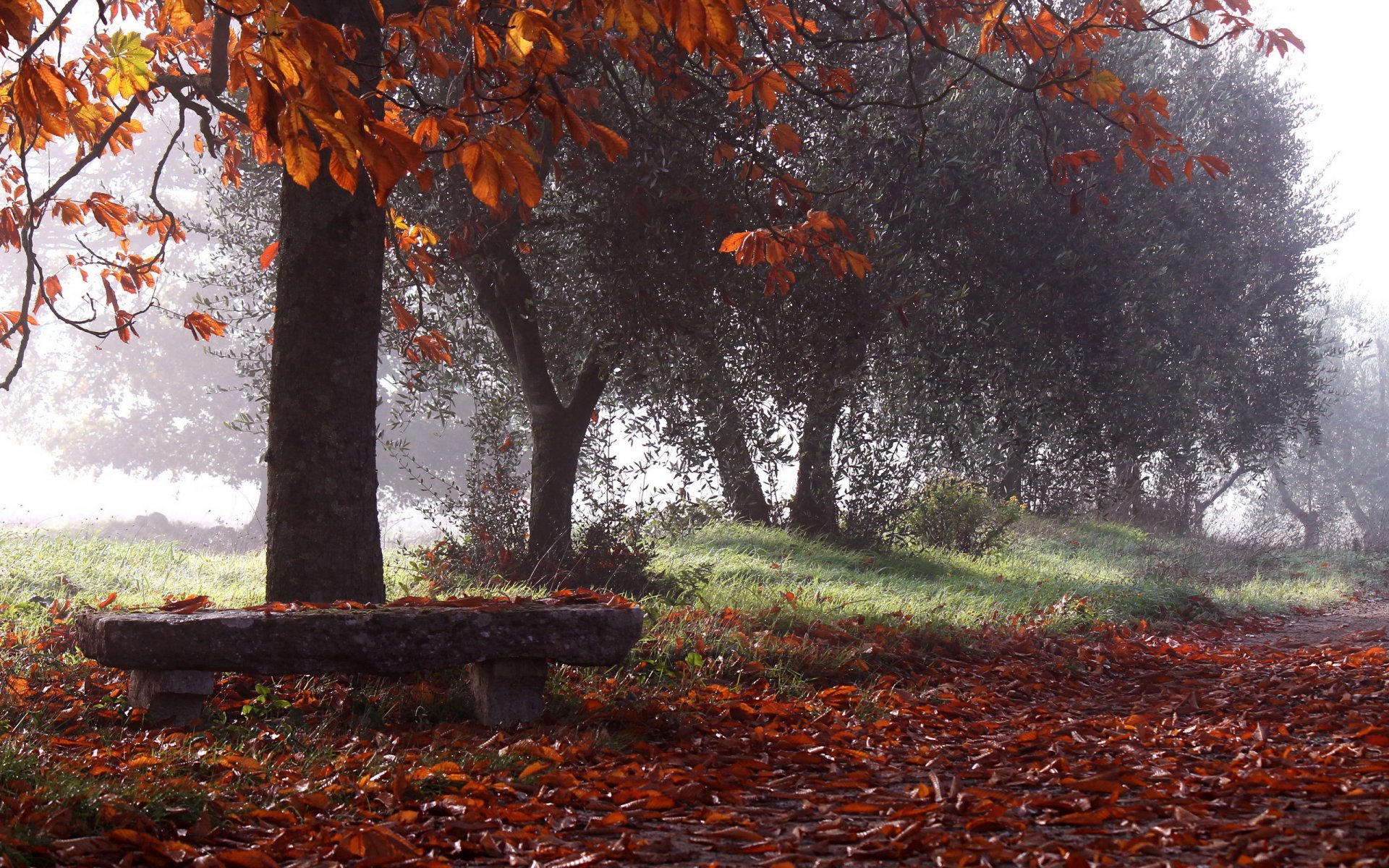 parc automne banc