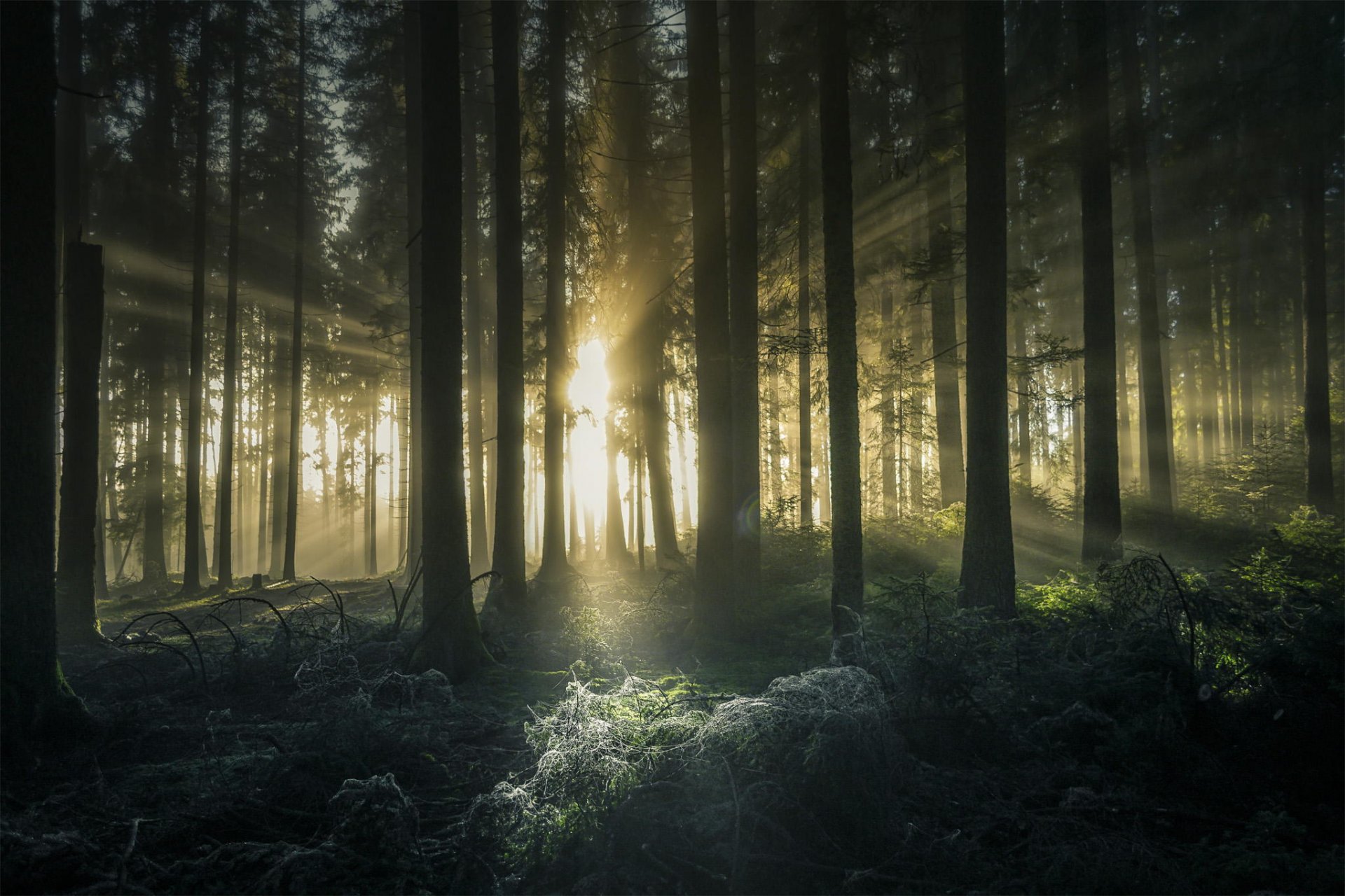 foresta alberi raggi di sole