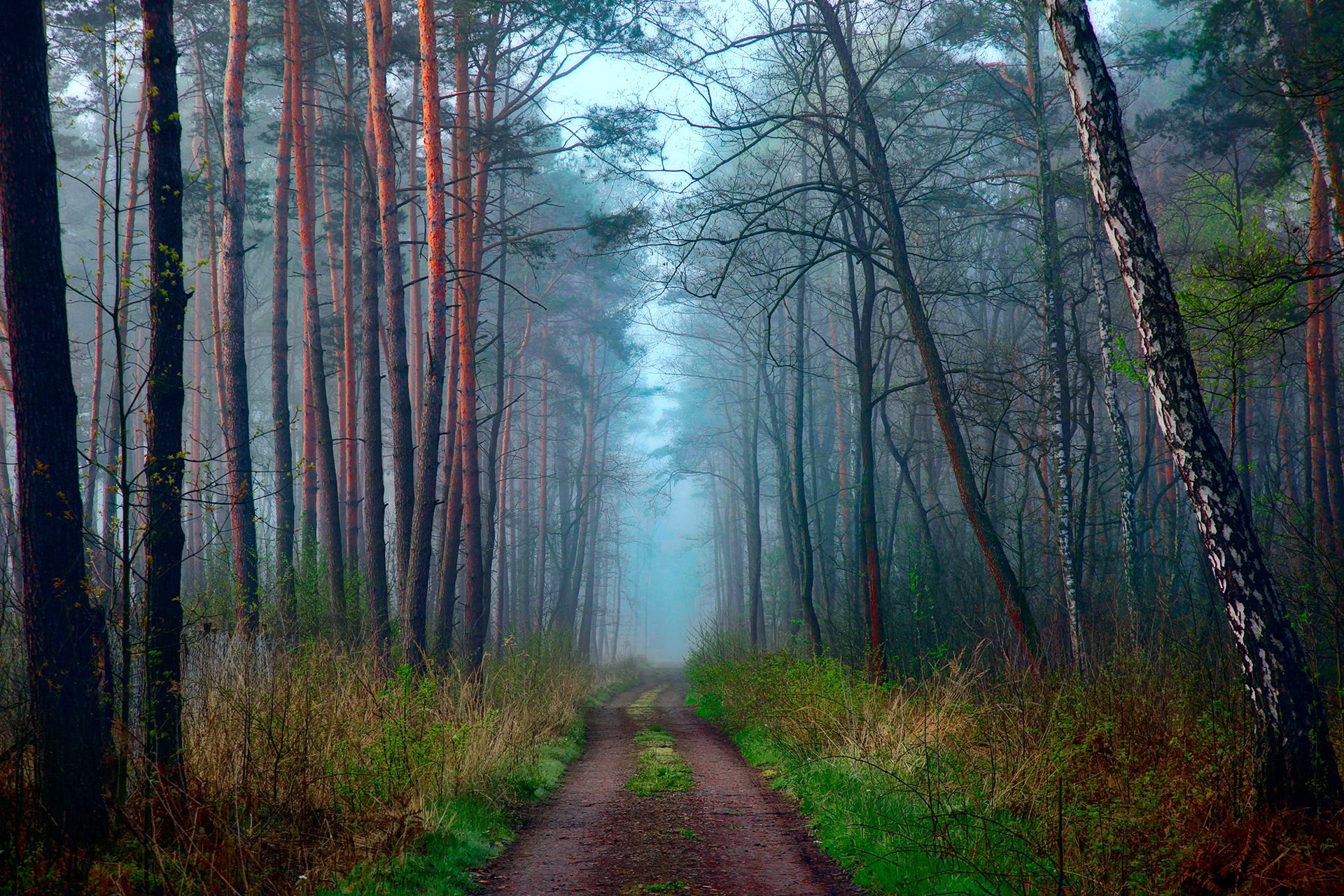 naturaleza primavera abril bosque camino neblina