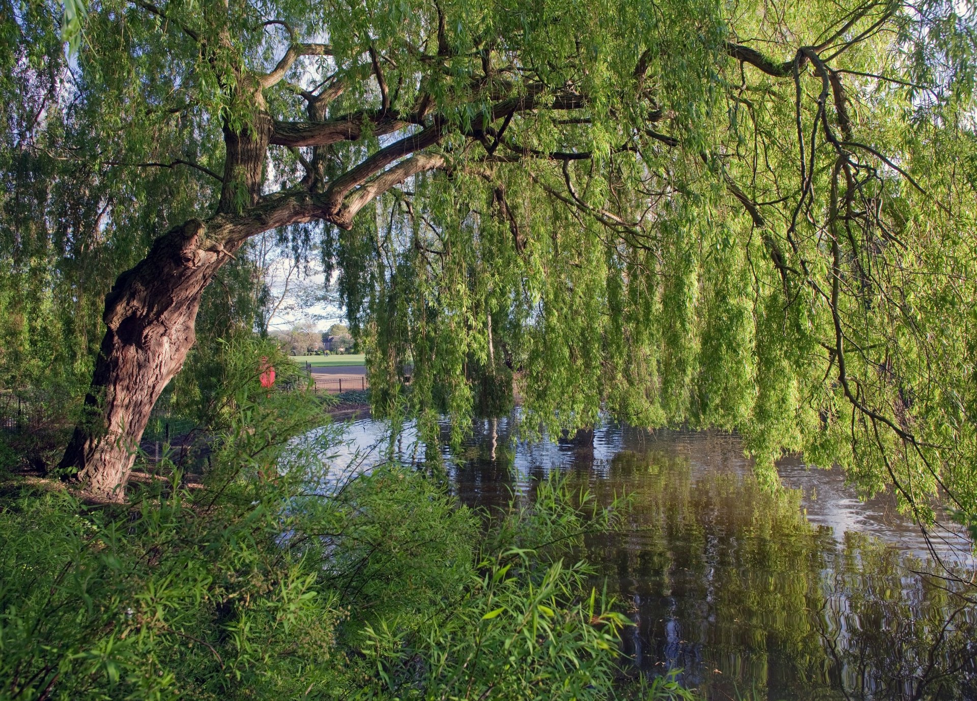 anglia rzeka drzewo wierzba