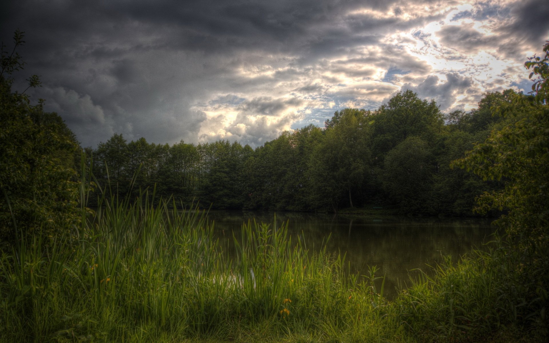 bosque lago verano