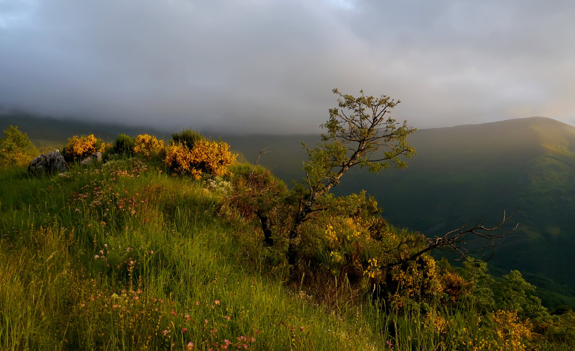 montagne arbuste herbe arbre brouillard