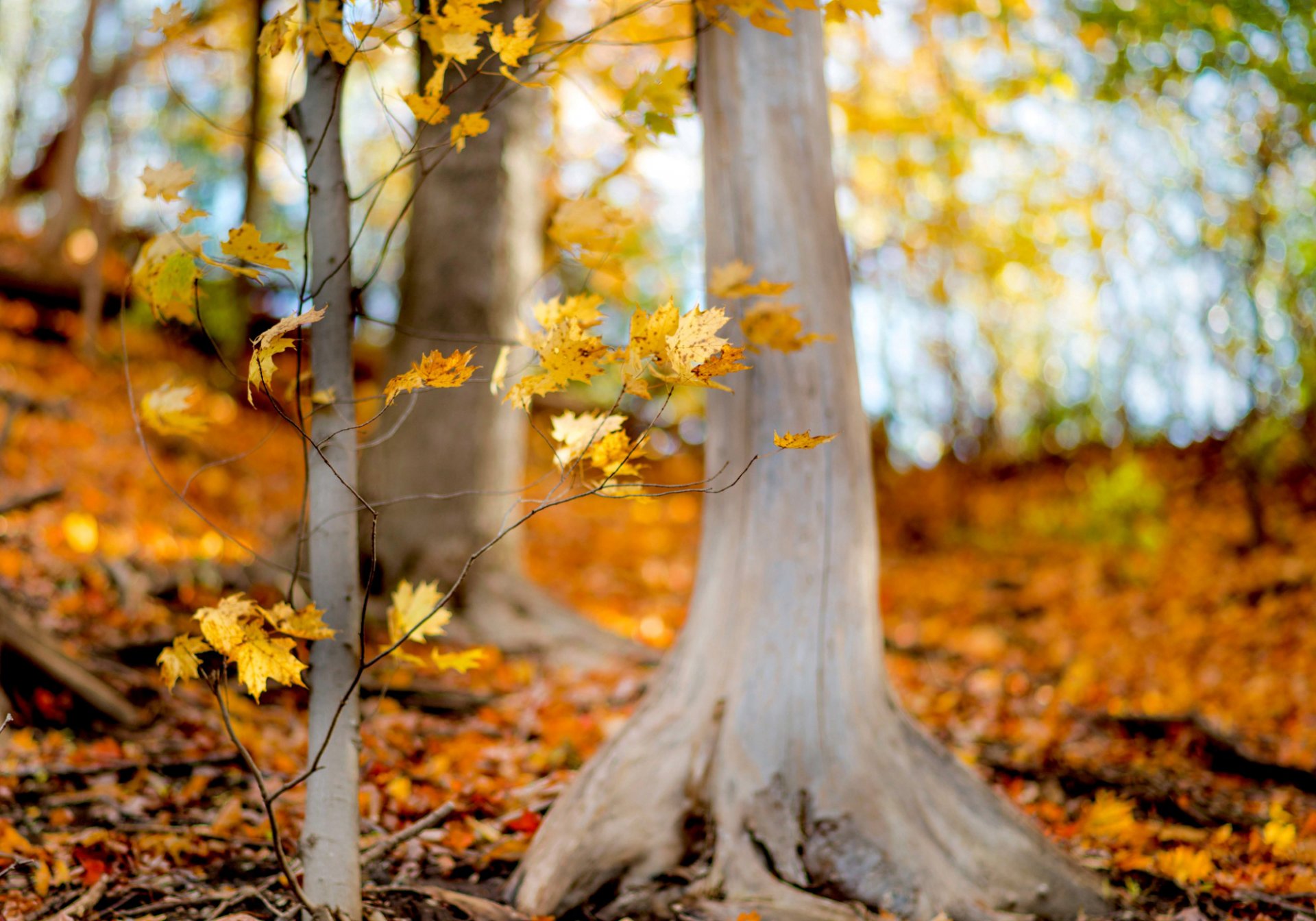 forêt arbres branches feuilles folioles jaune nature automne