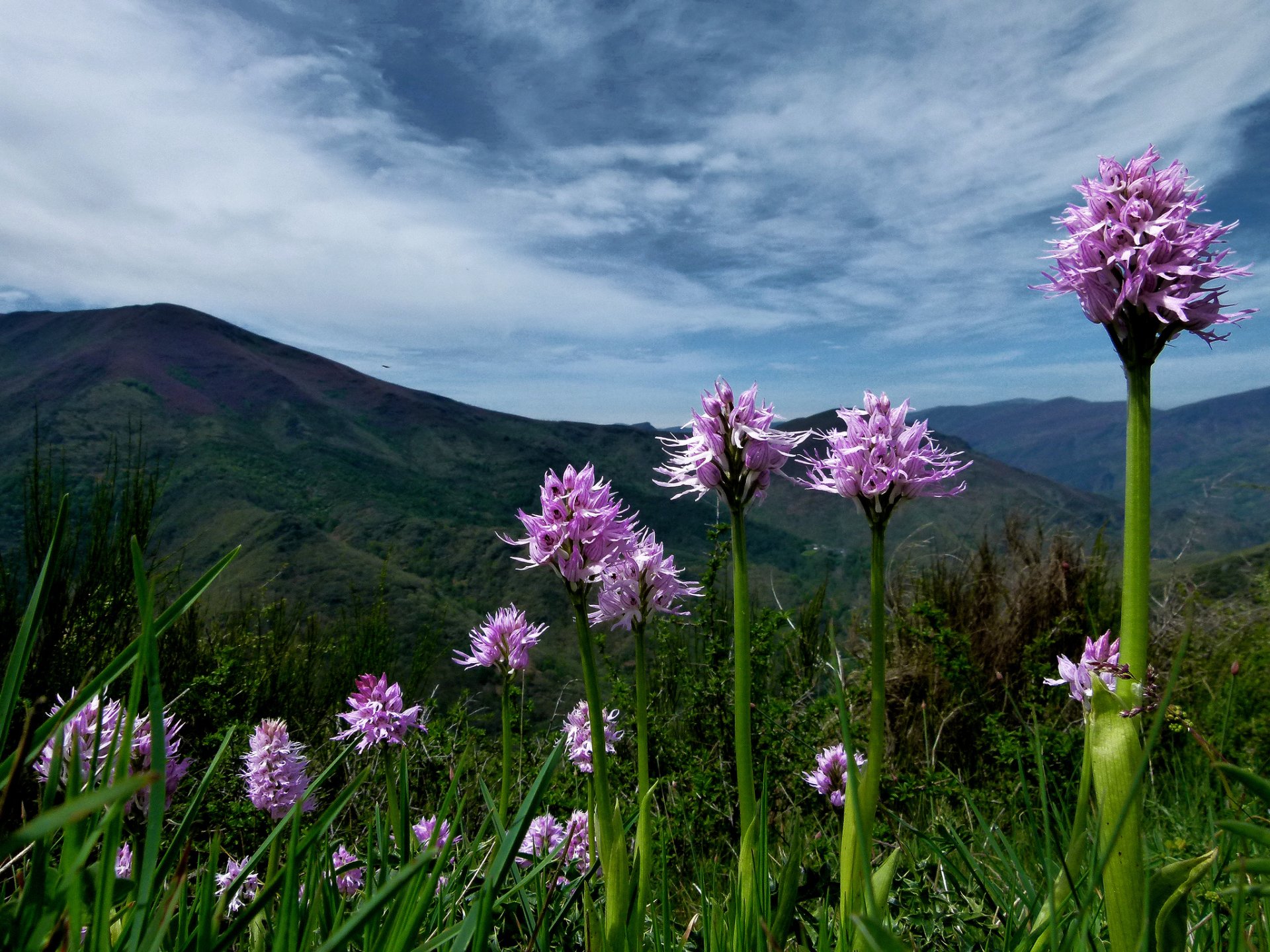 montagne piante fiori rosa