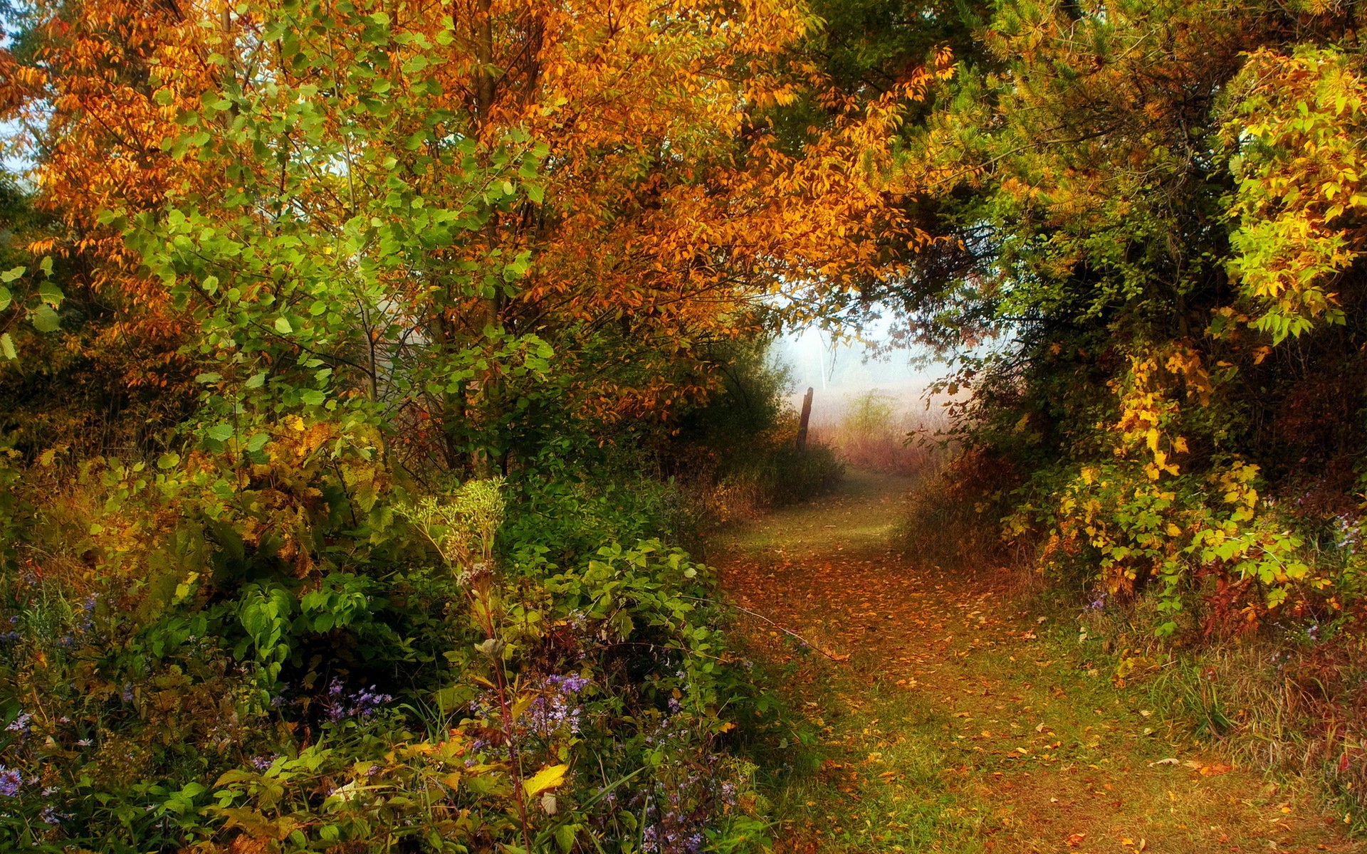 bosque carretera otoño naturaleza