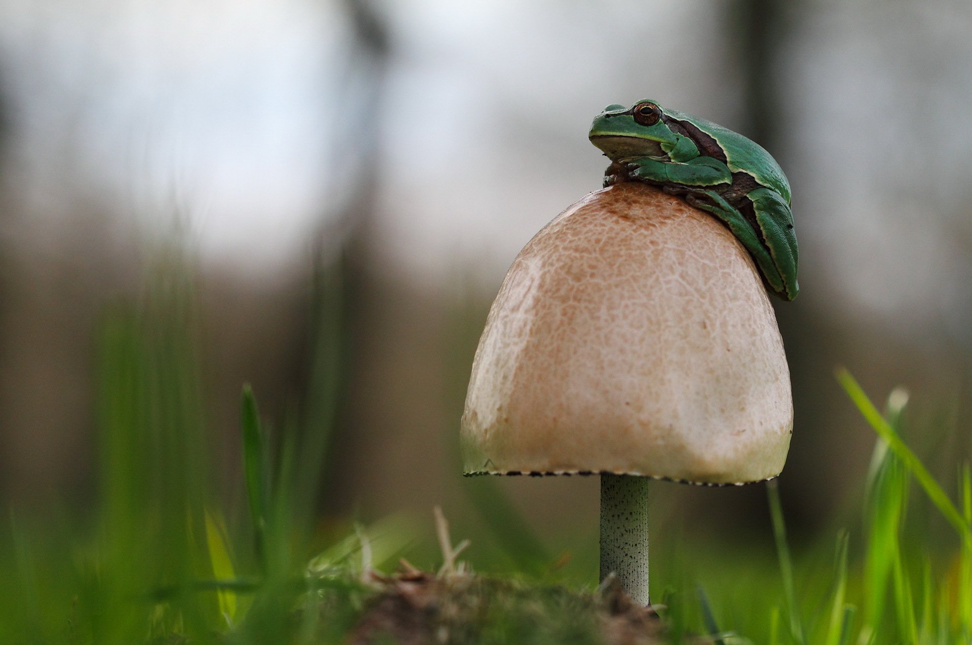 grass mushroom frog