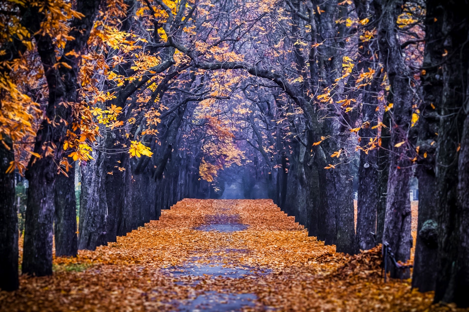 natura foresta parco alberi foglie colorato strada autunno caduta colori passeggiata