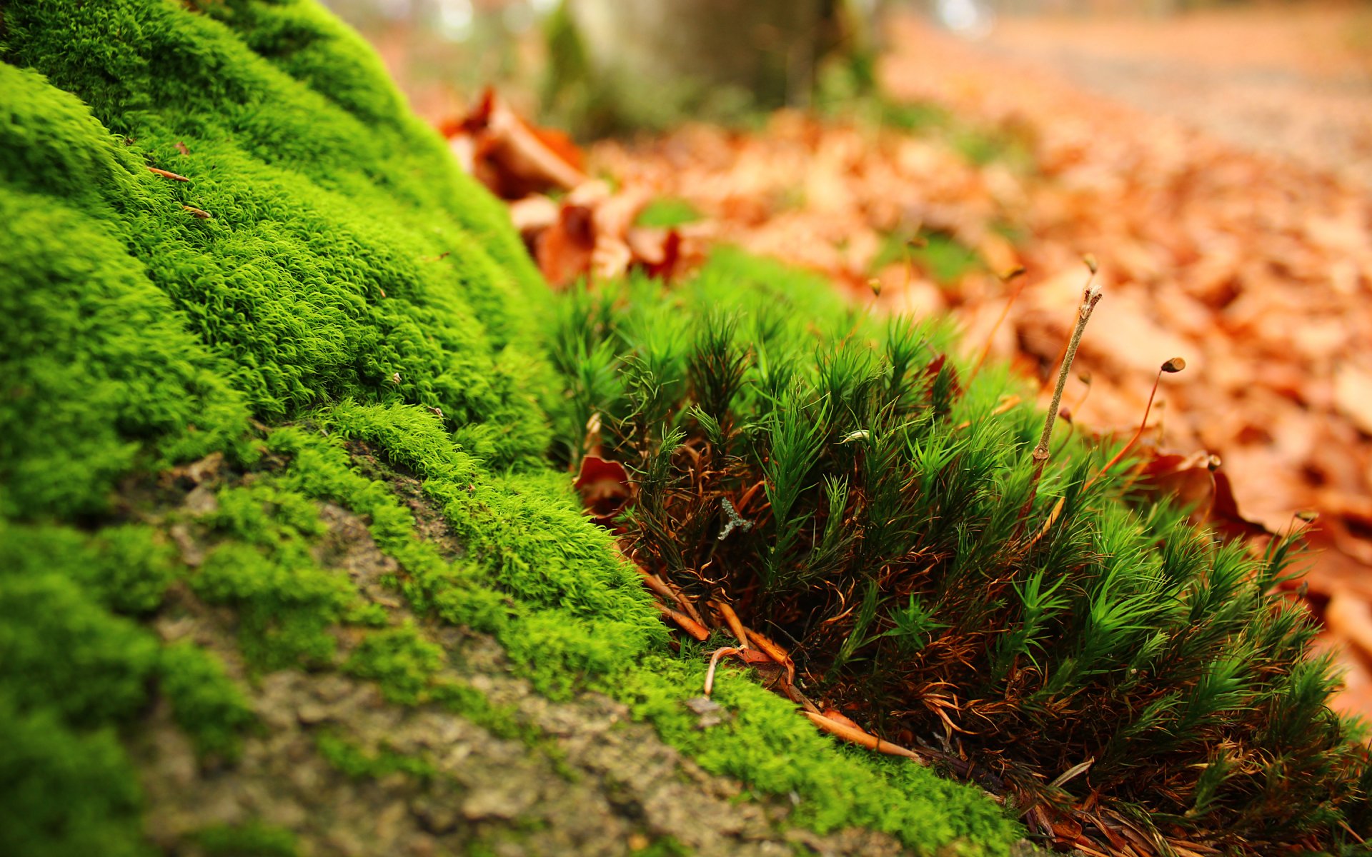 nature green trees grass cool