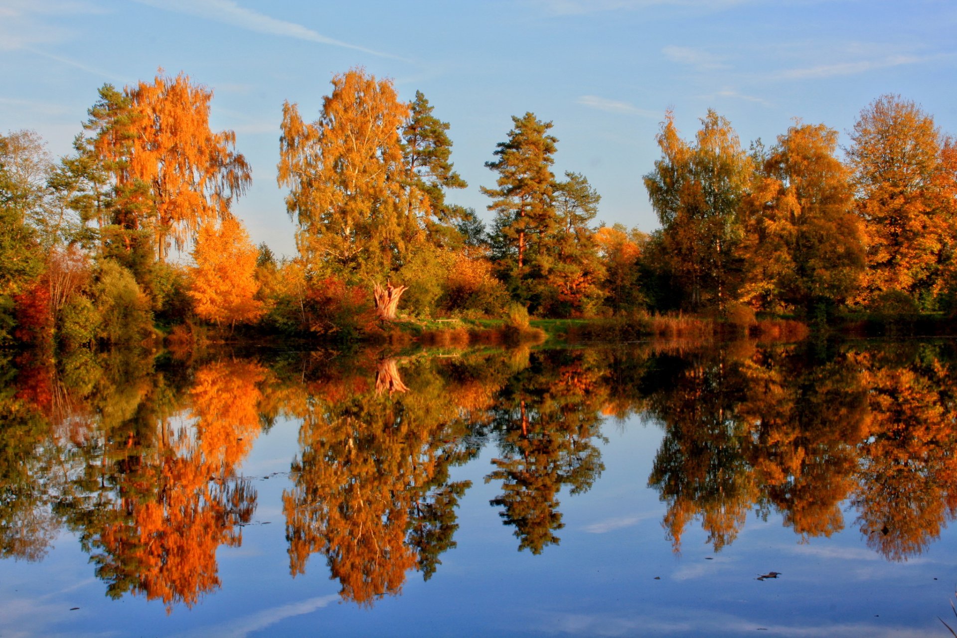 niemcy laupheim natura jesień drzewa