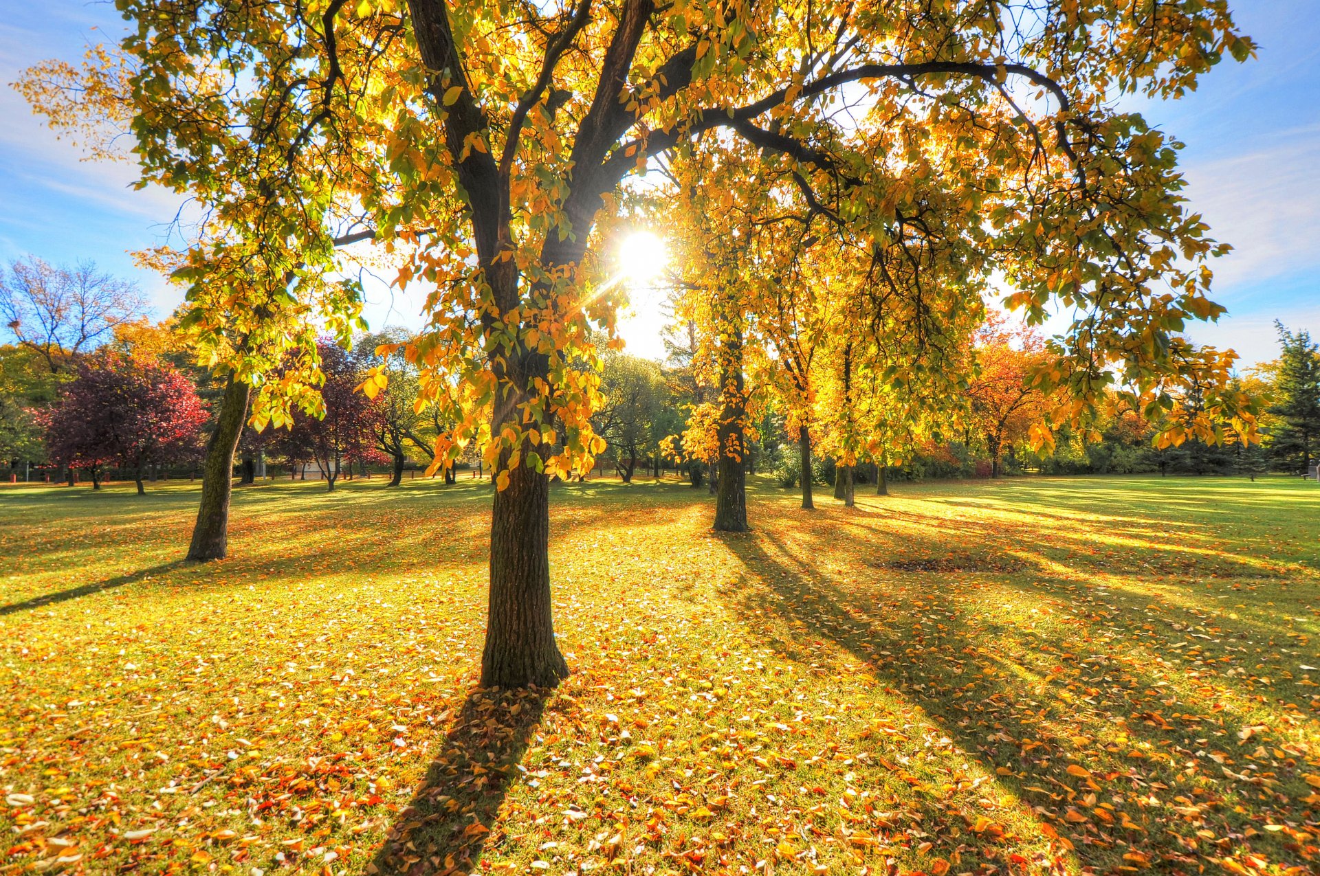 parco alberi erba foglie autunno tramonto luce sole