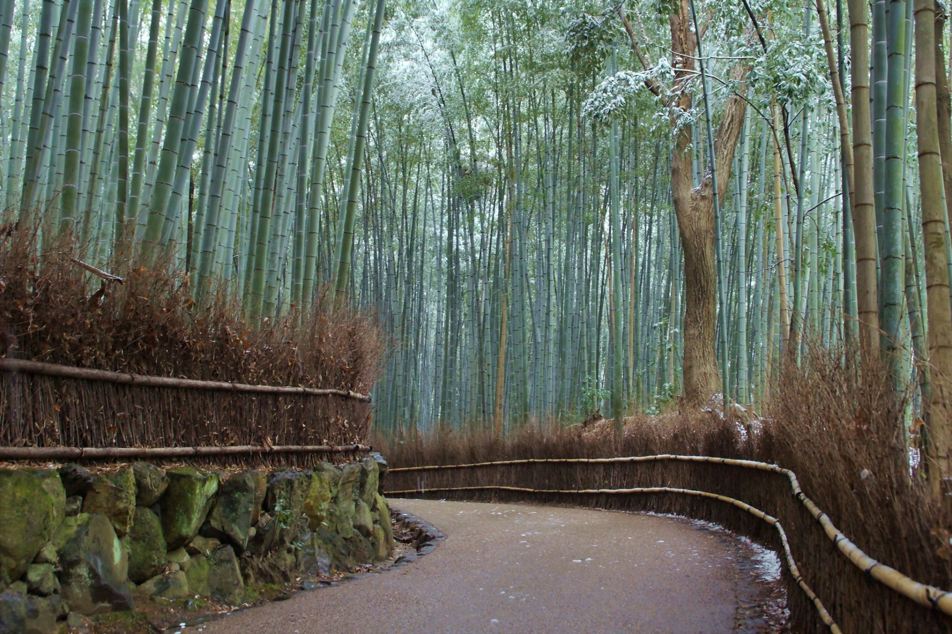 bosque bambú camino nieve invierno