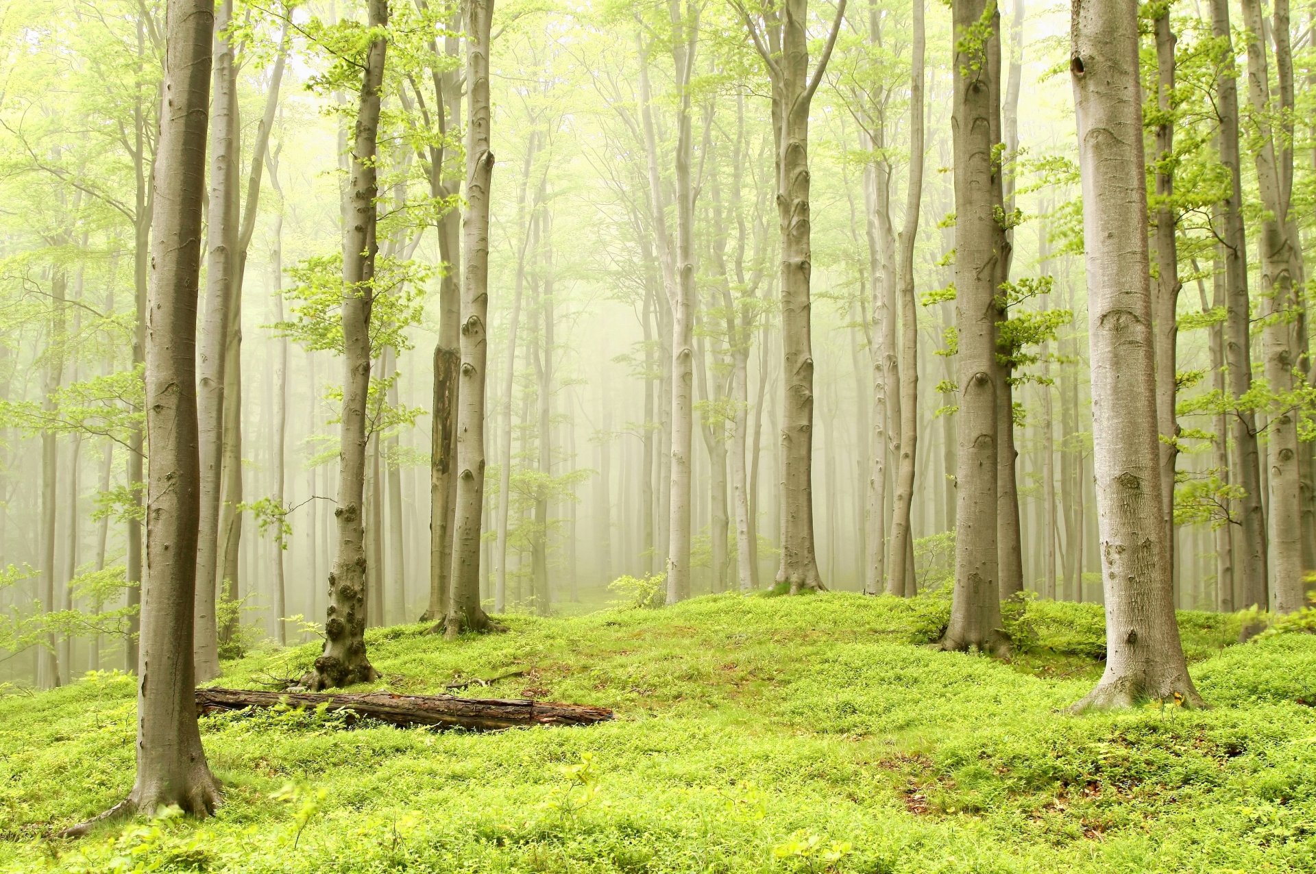 bosque árboles álamo temblón niebla bruma hierba