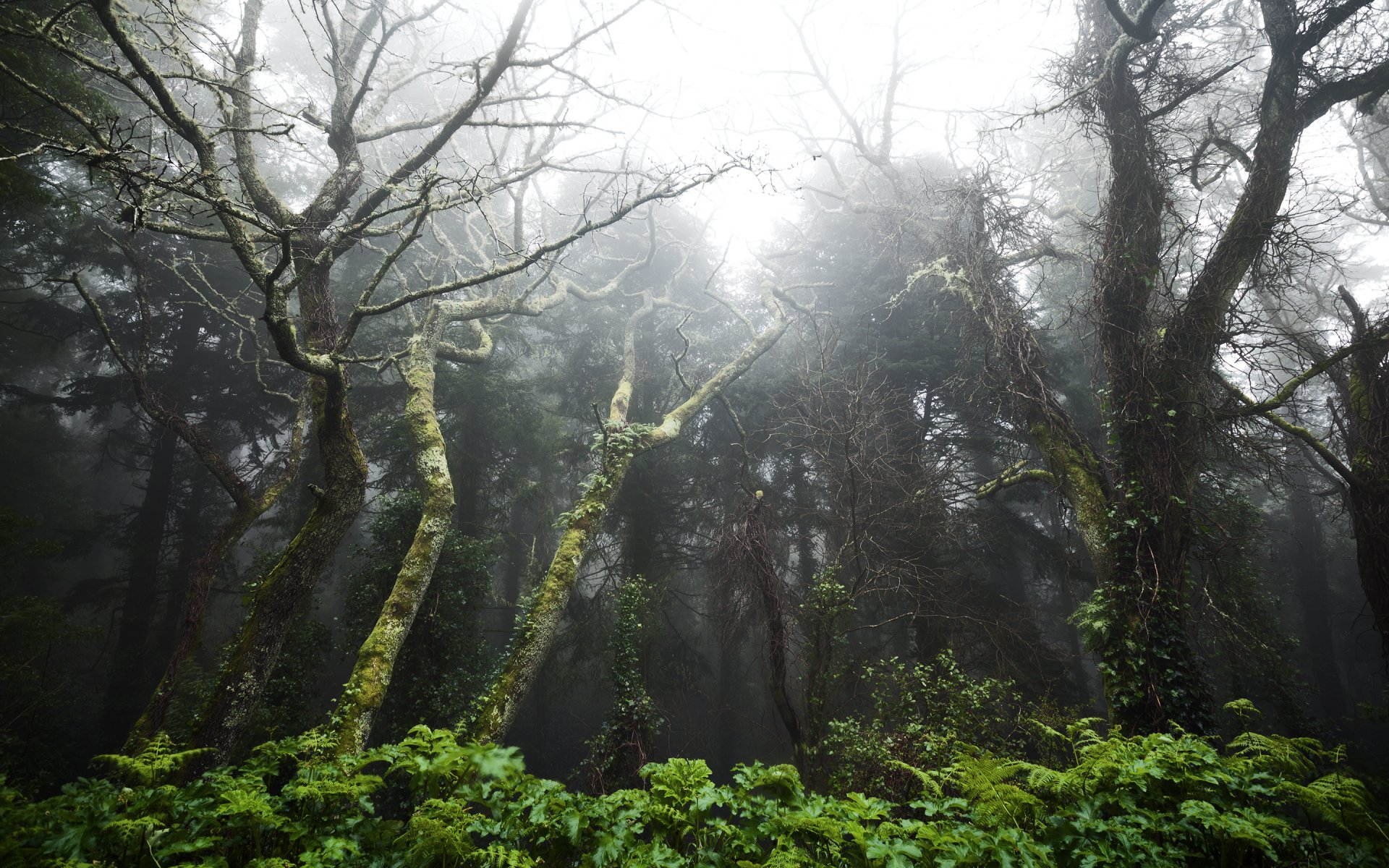 portugal forêt tropicale entre les villes de sintra et cascais forêt tropicale entre sintra et cascais