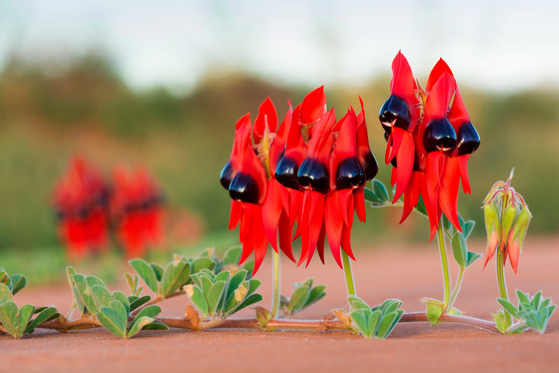 flores rojo hojas planta