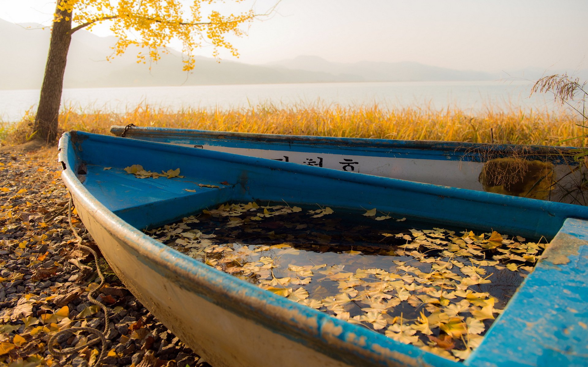 boat leaves autumn