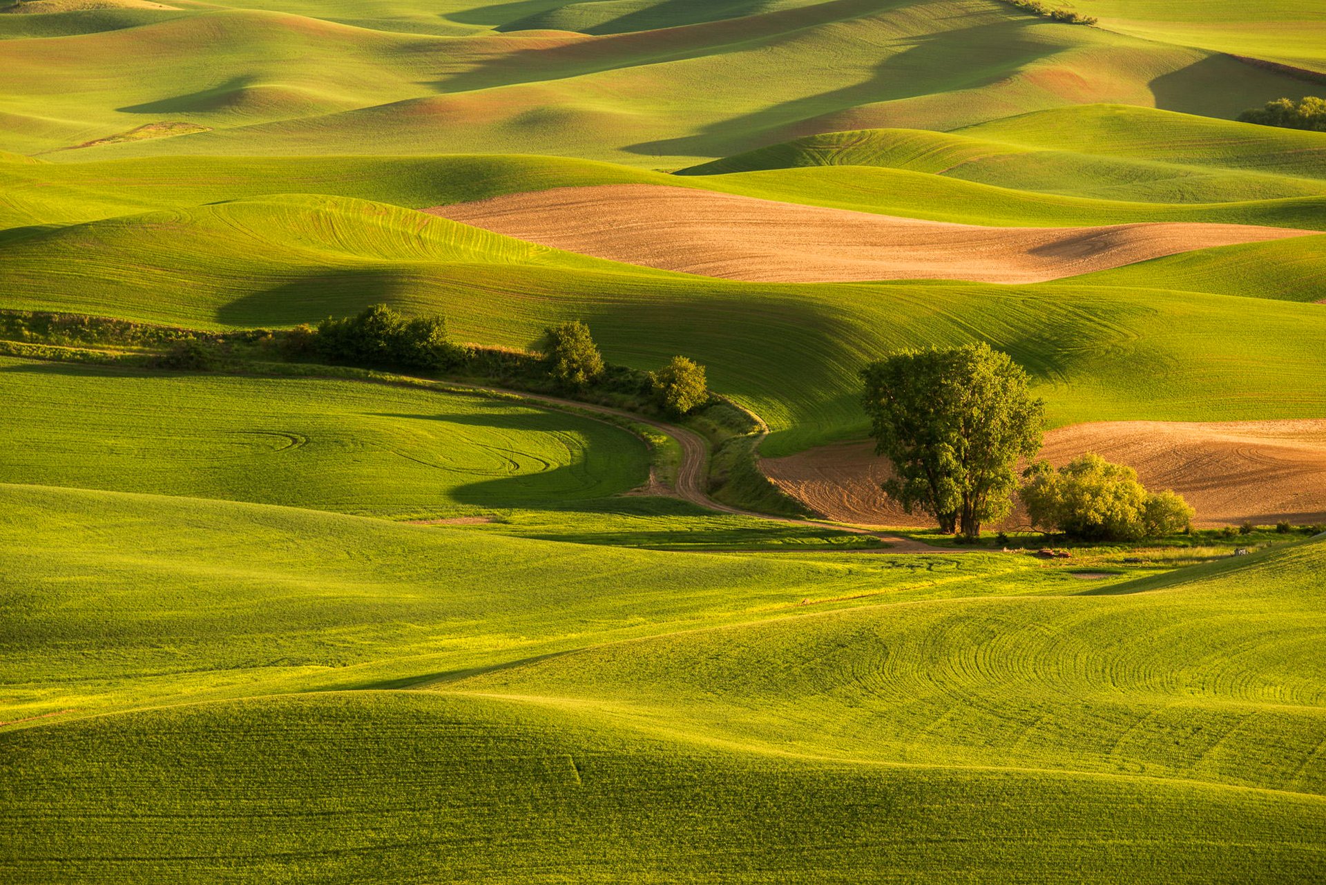 feld gras hügel bäume straße sonnenuntergang