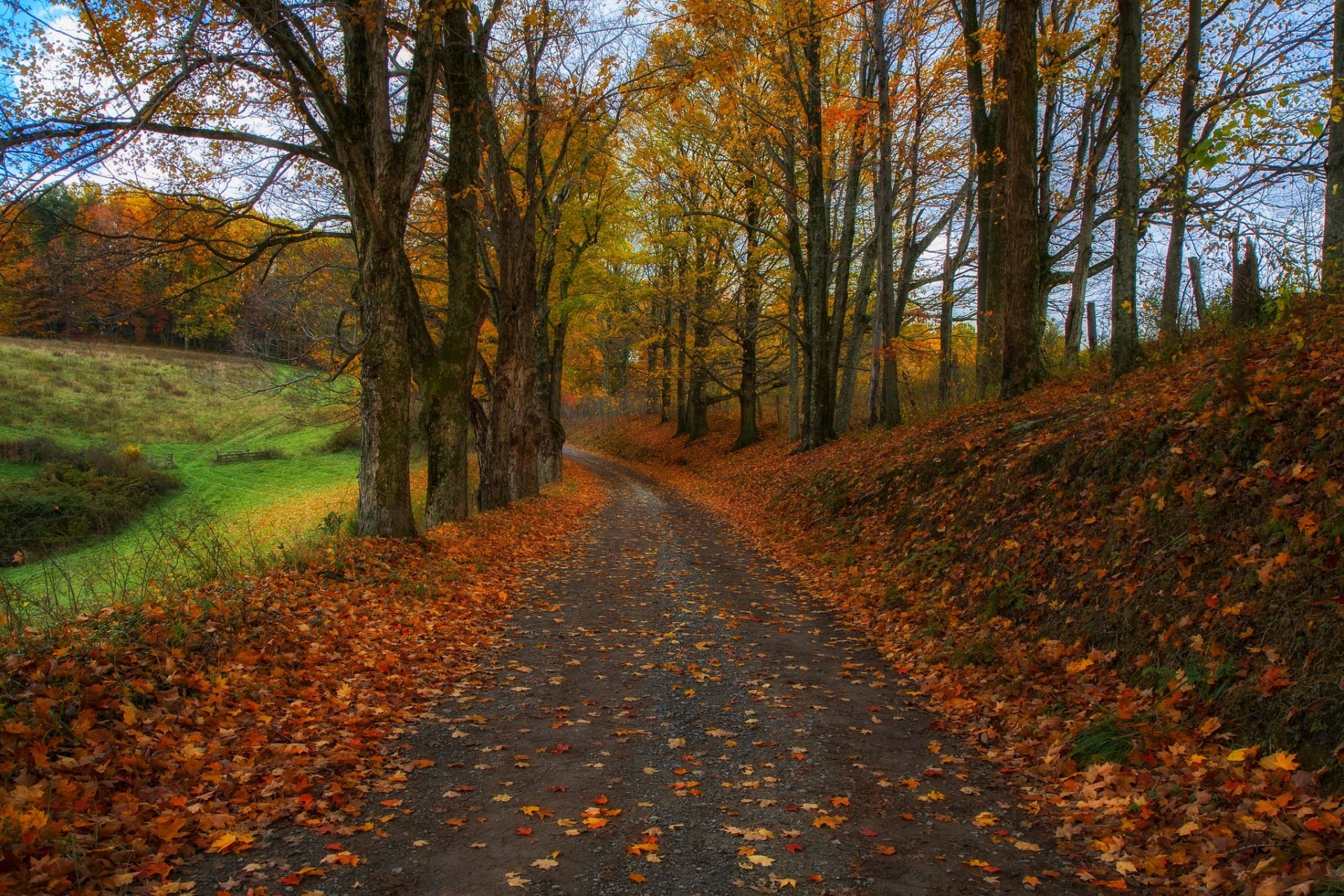 natur wald park bäume blätter bunt straße herbst herbst farben zu fuß