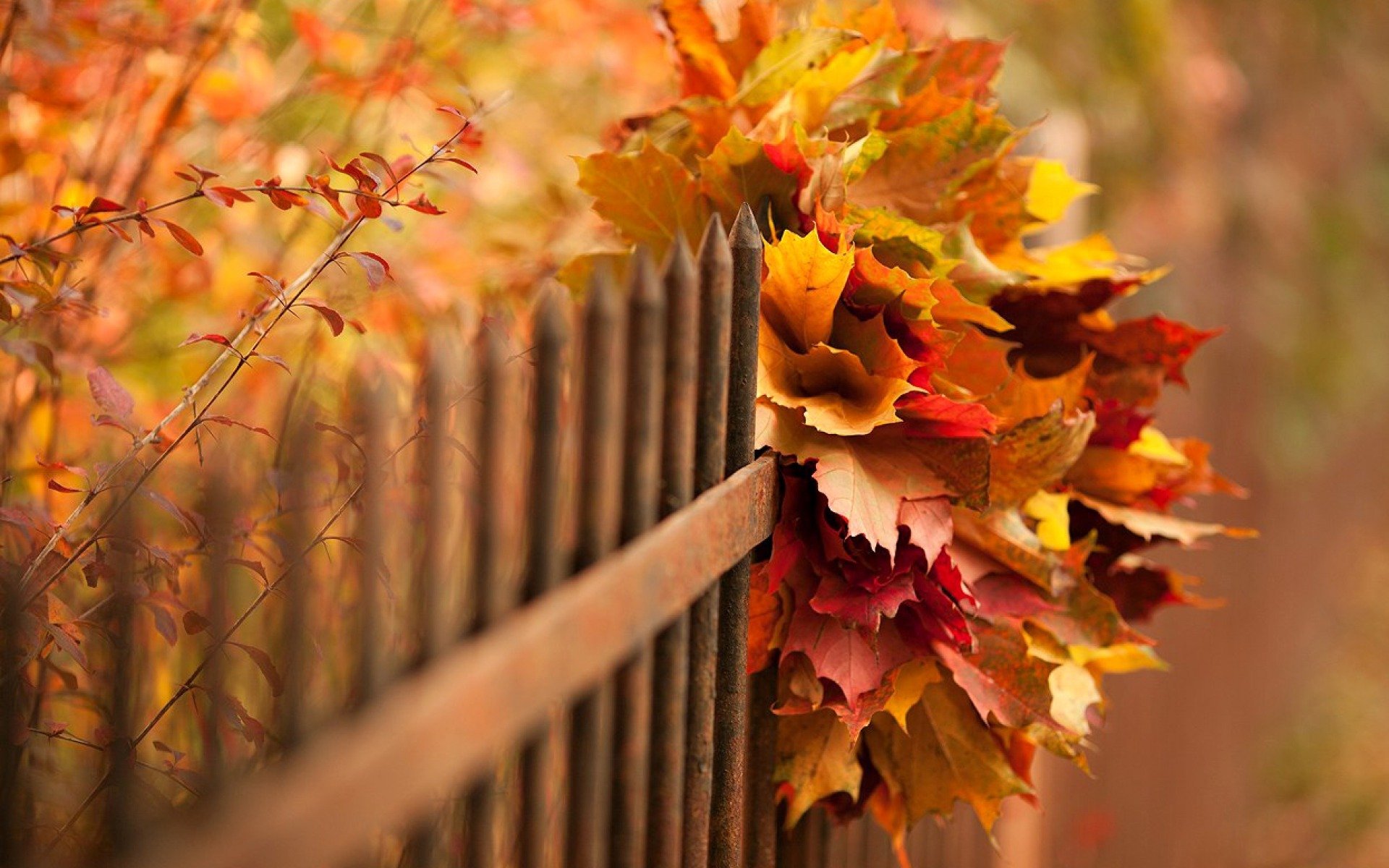 nature autumn leaves bokeh