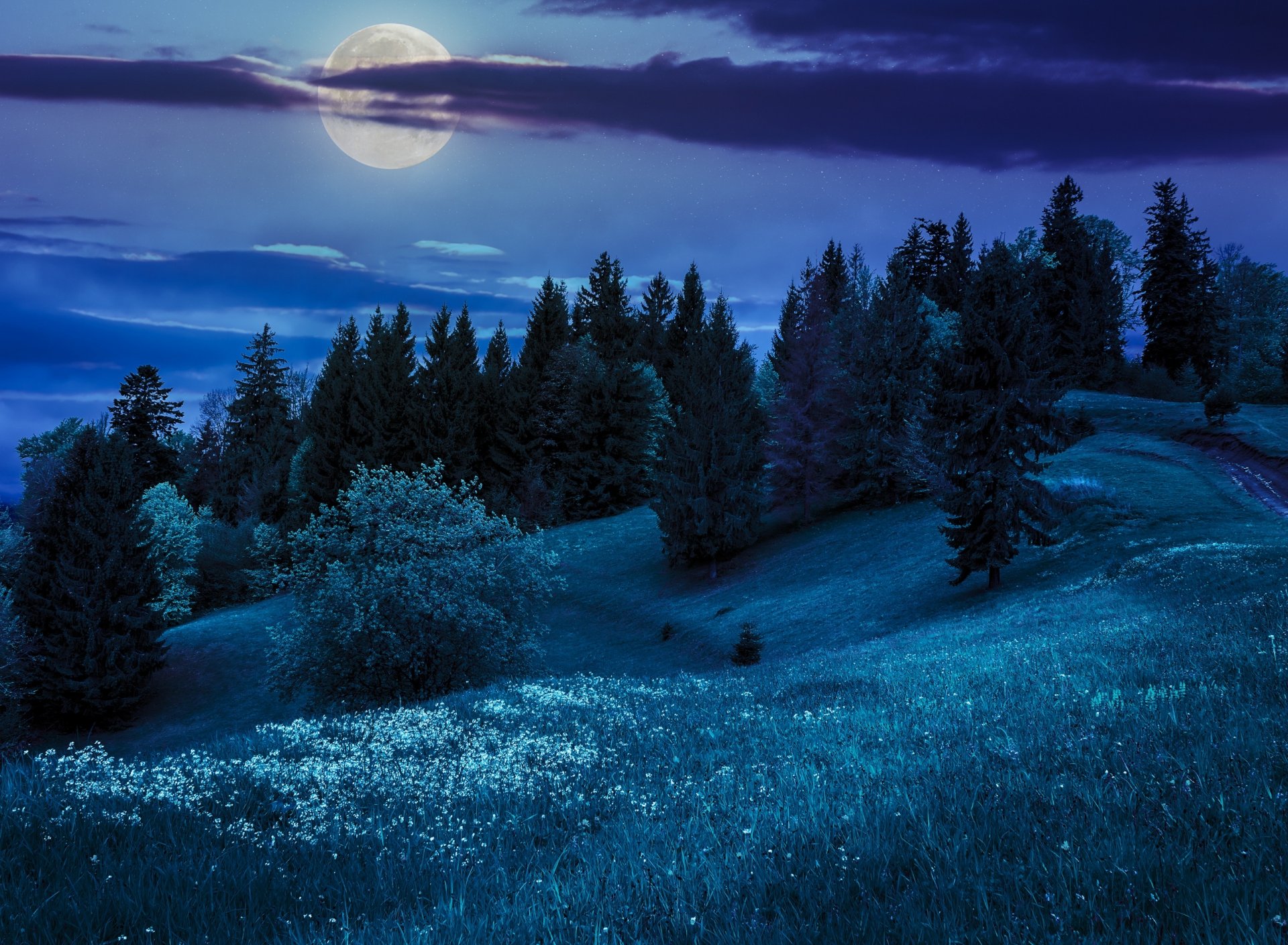 nature night hills moon tree