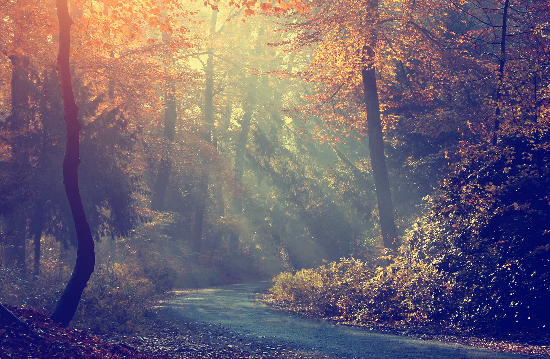 strada mattina nebbia foresta alberi autunno