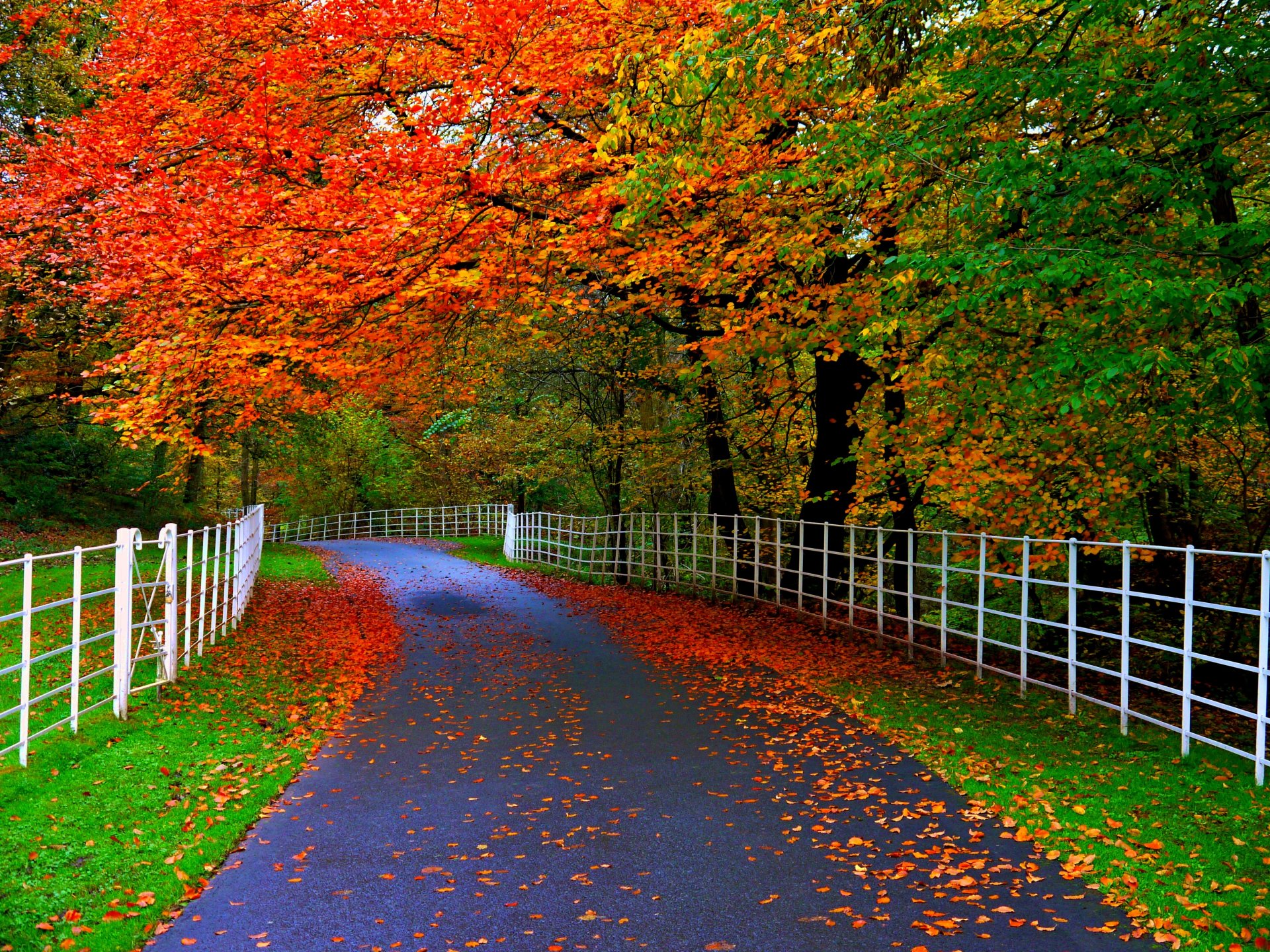 natura foresta parco alberi foglie colorato strada autunno caduta colori passeggiata