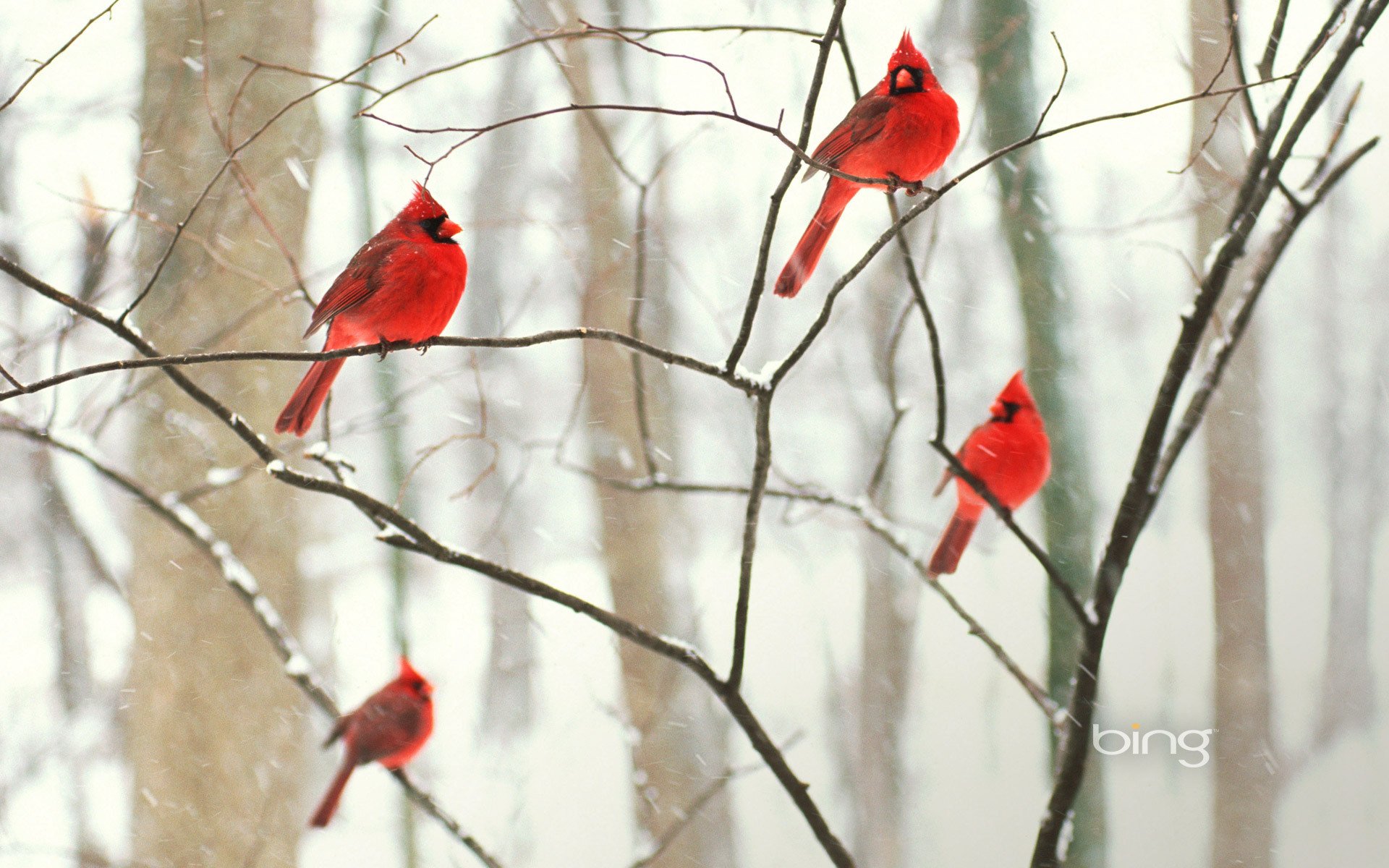 inverno uccelli cardinale parco ramo albero carta da parati foresta neve