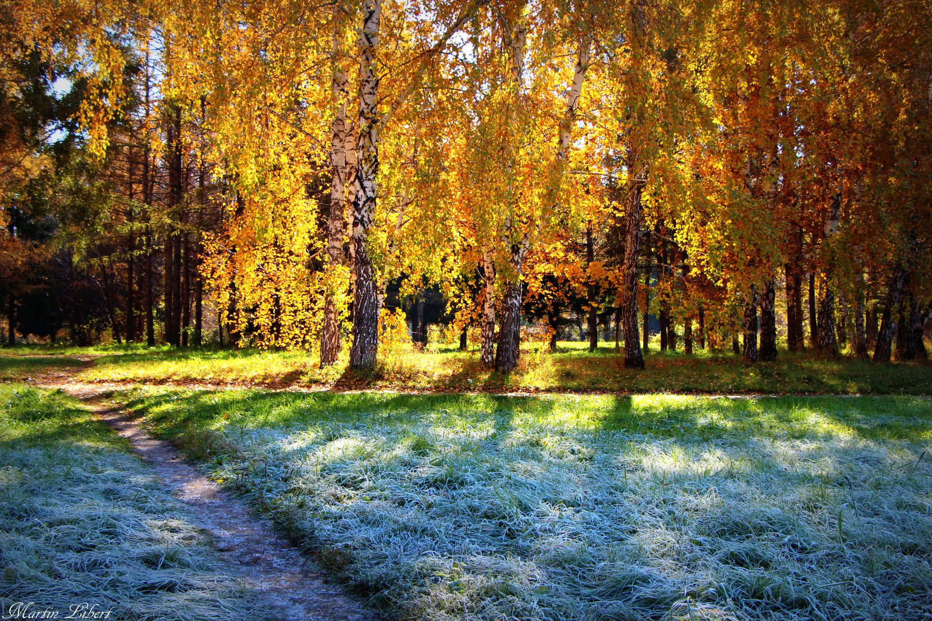 givre soleil automne forêt