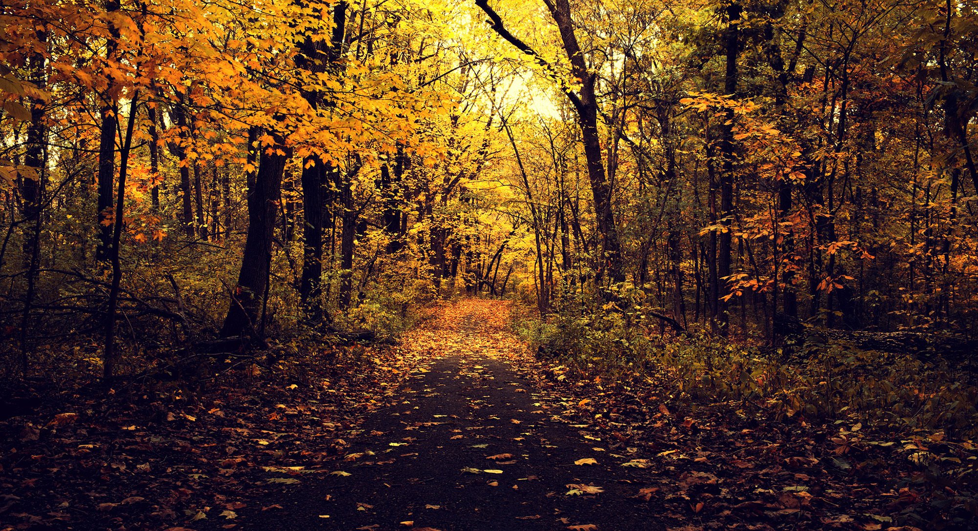 automne parc nature route asphalte arbres branches feuilles jaune