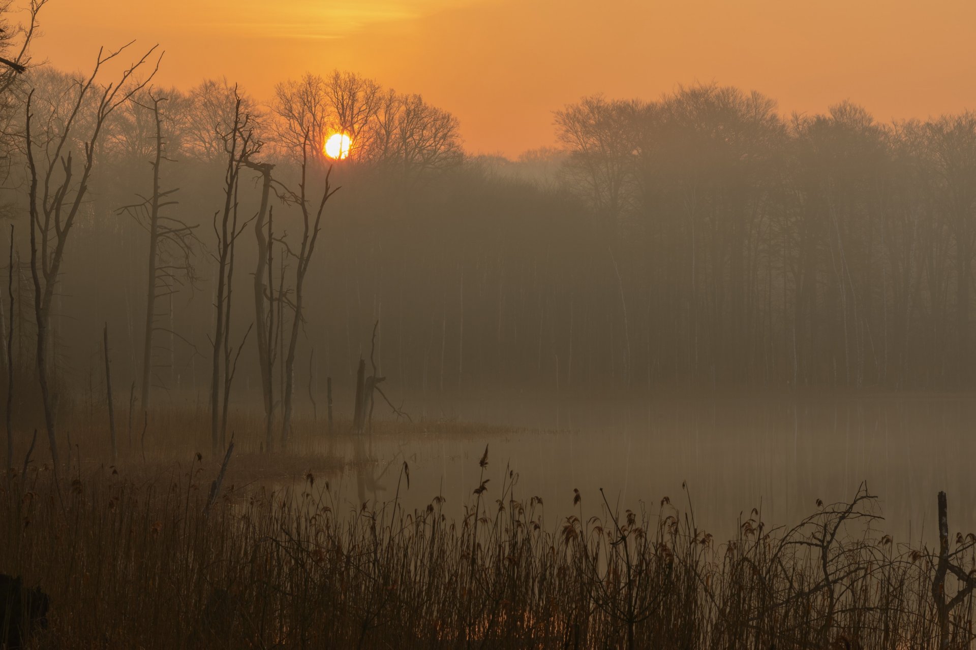 alemania mecklemburgo-pomerania occidental parque nacional müritz lago mañana niebla amanecer