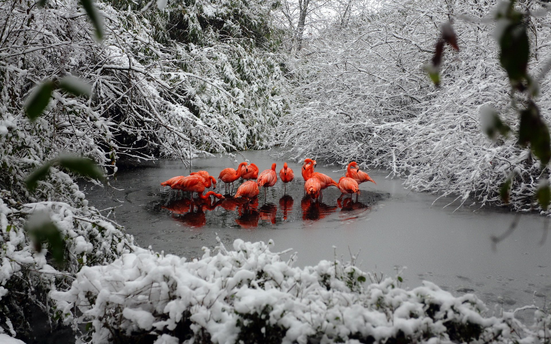 flamingos winter forest snow lake