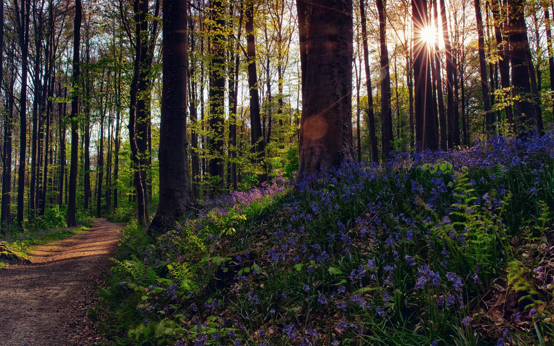 natura las kwiaty drzewa światło słońce promienie blki