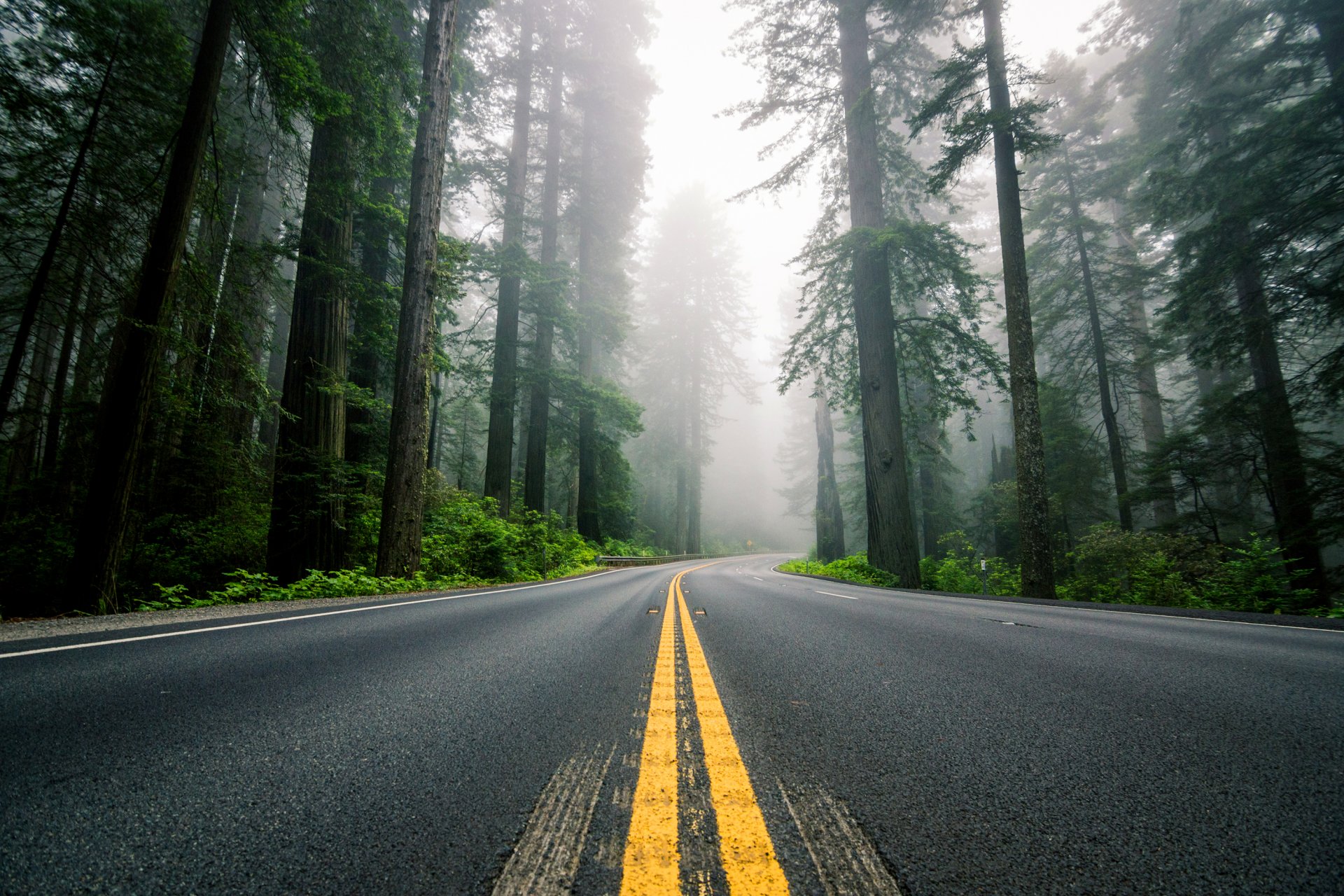 estados unidos américa del norte carretera carretera marcado bosque secuoyas árboles niebla naturaleza