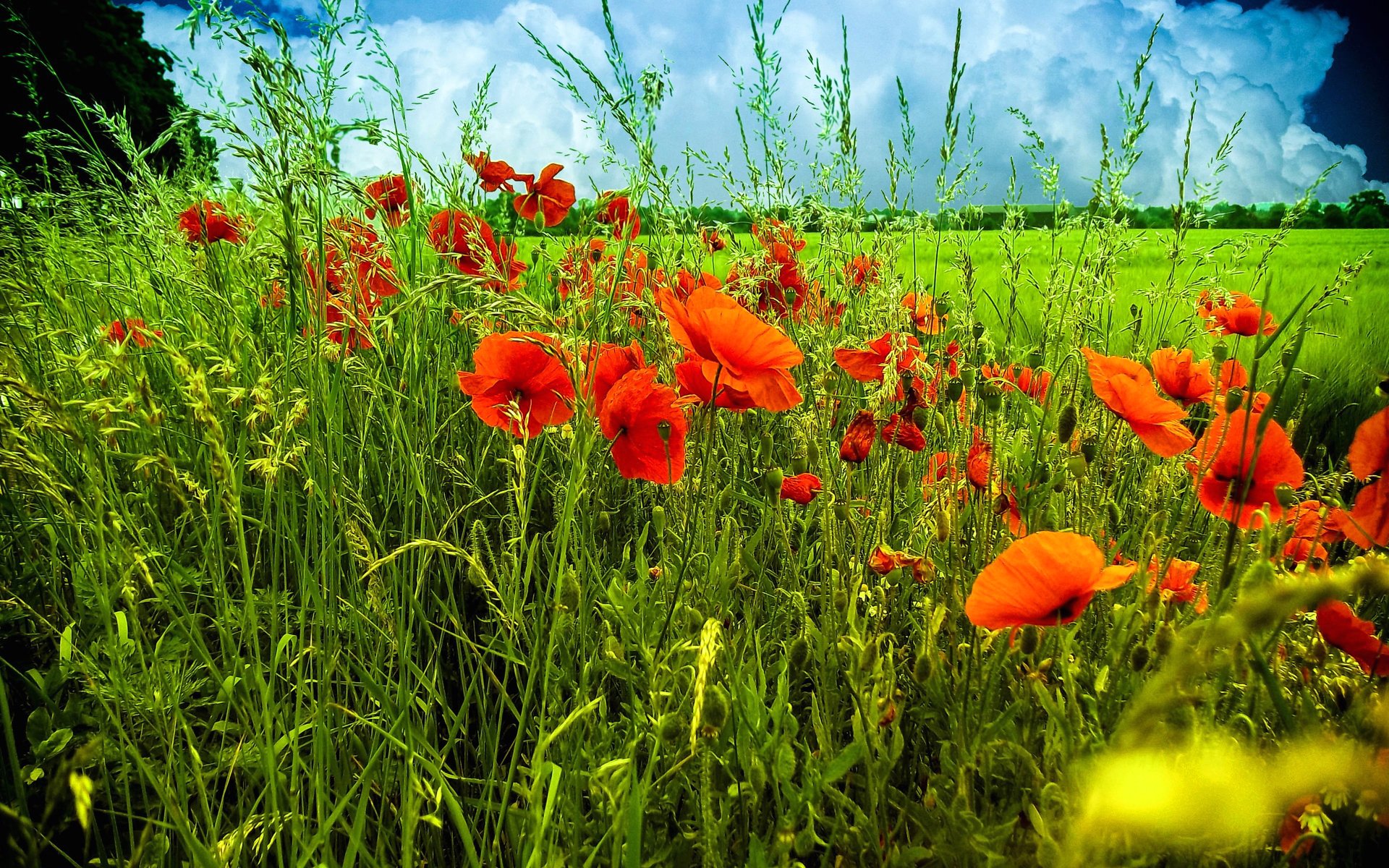 cielo nubes campo prado flores amapolas hierba