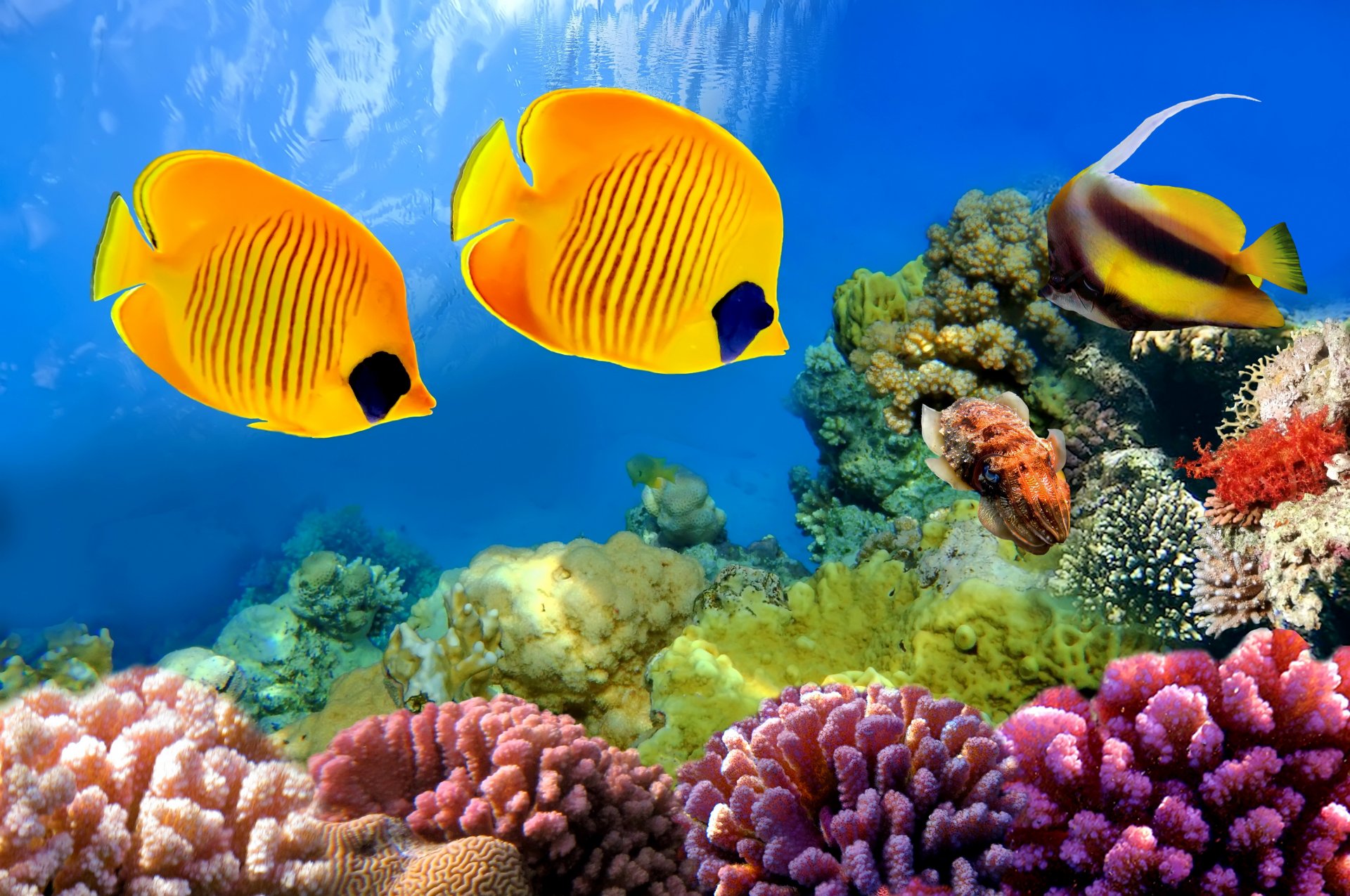 underrwater fishes coral reef tropical ocean underwater world fish